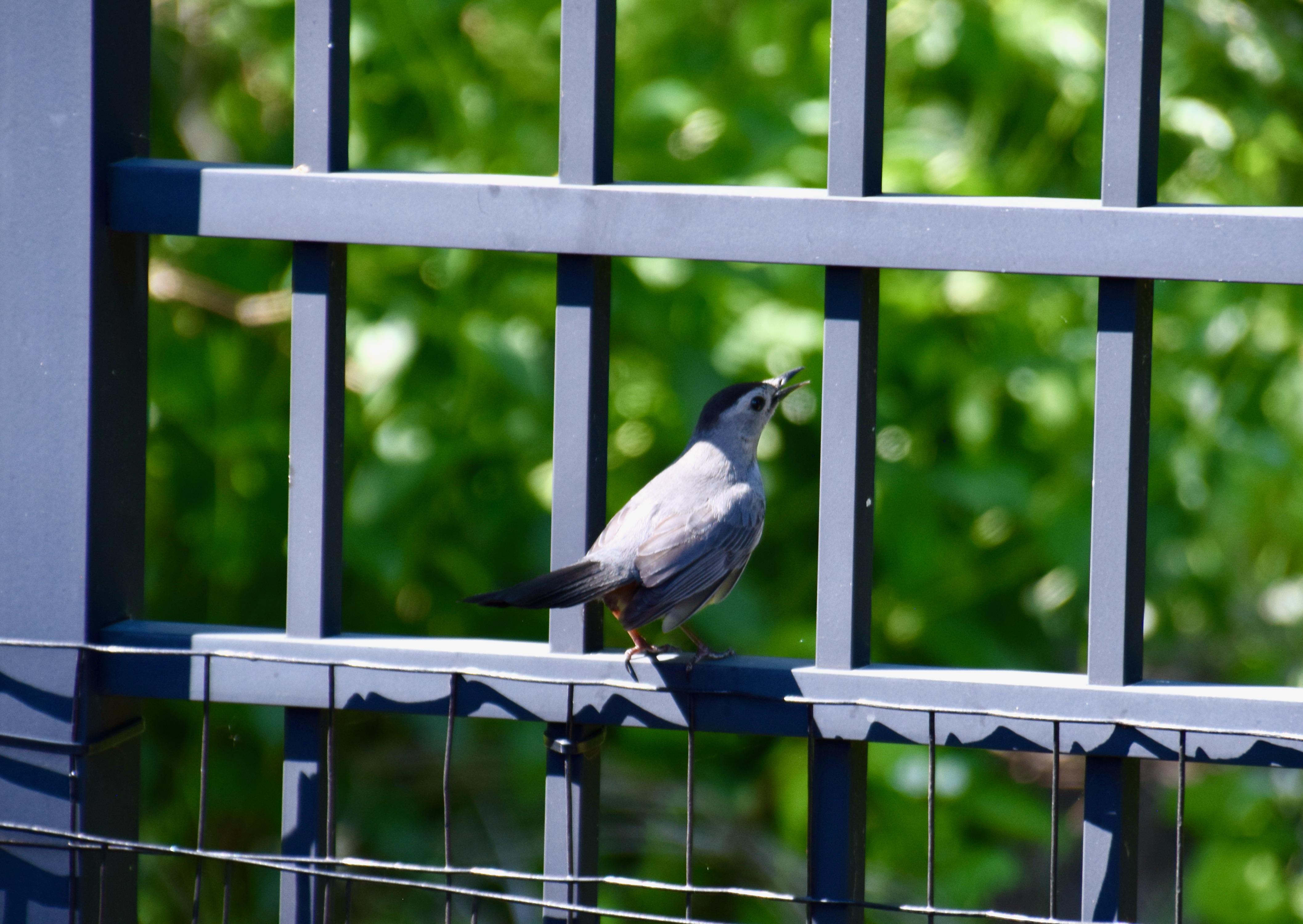 catbird