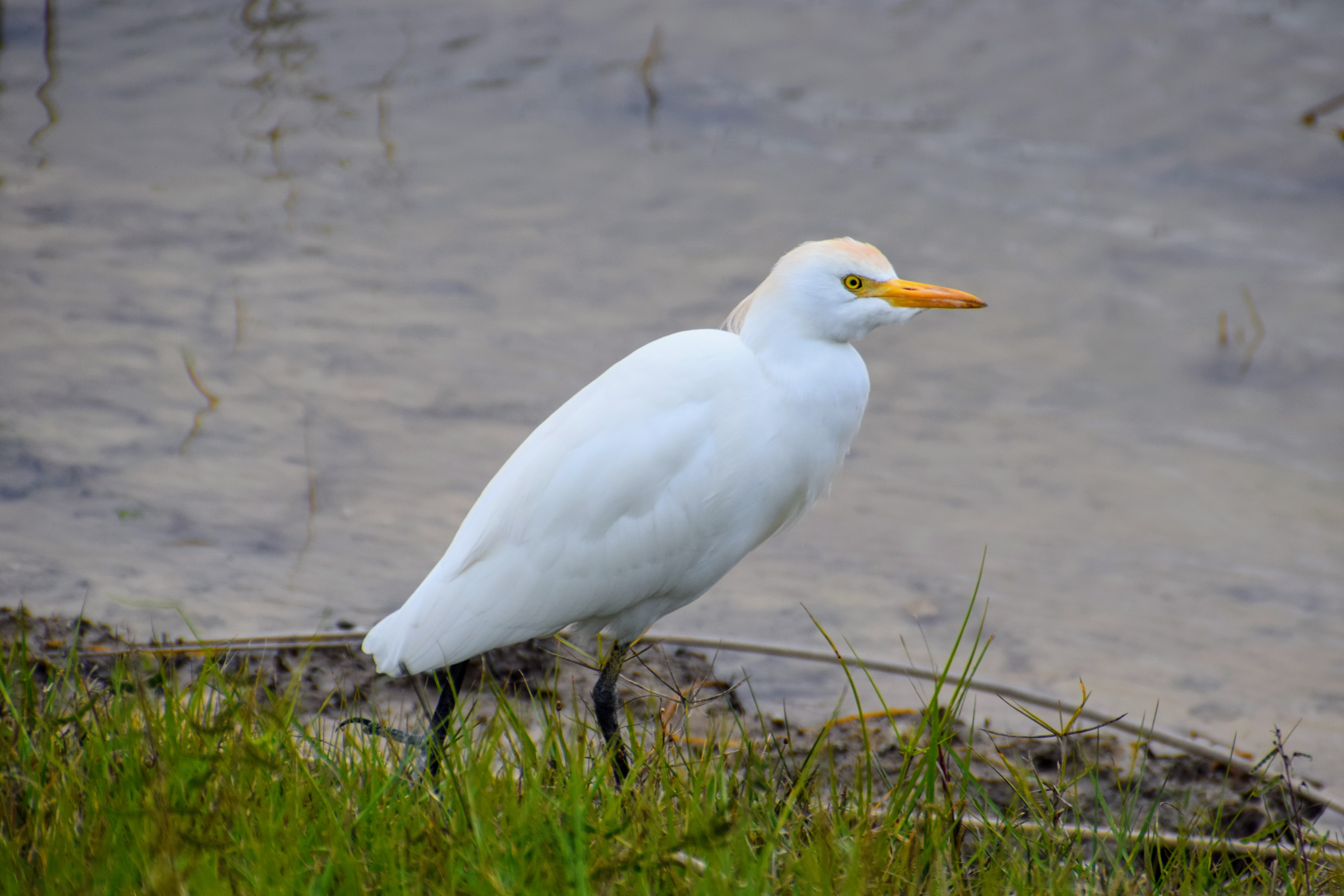 cattle-egret