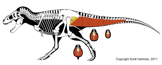 caudofemoralis