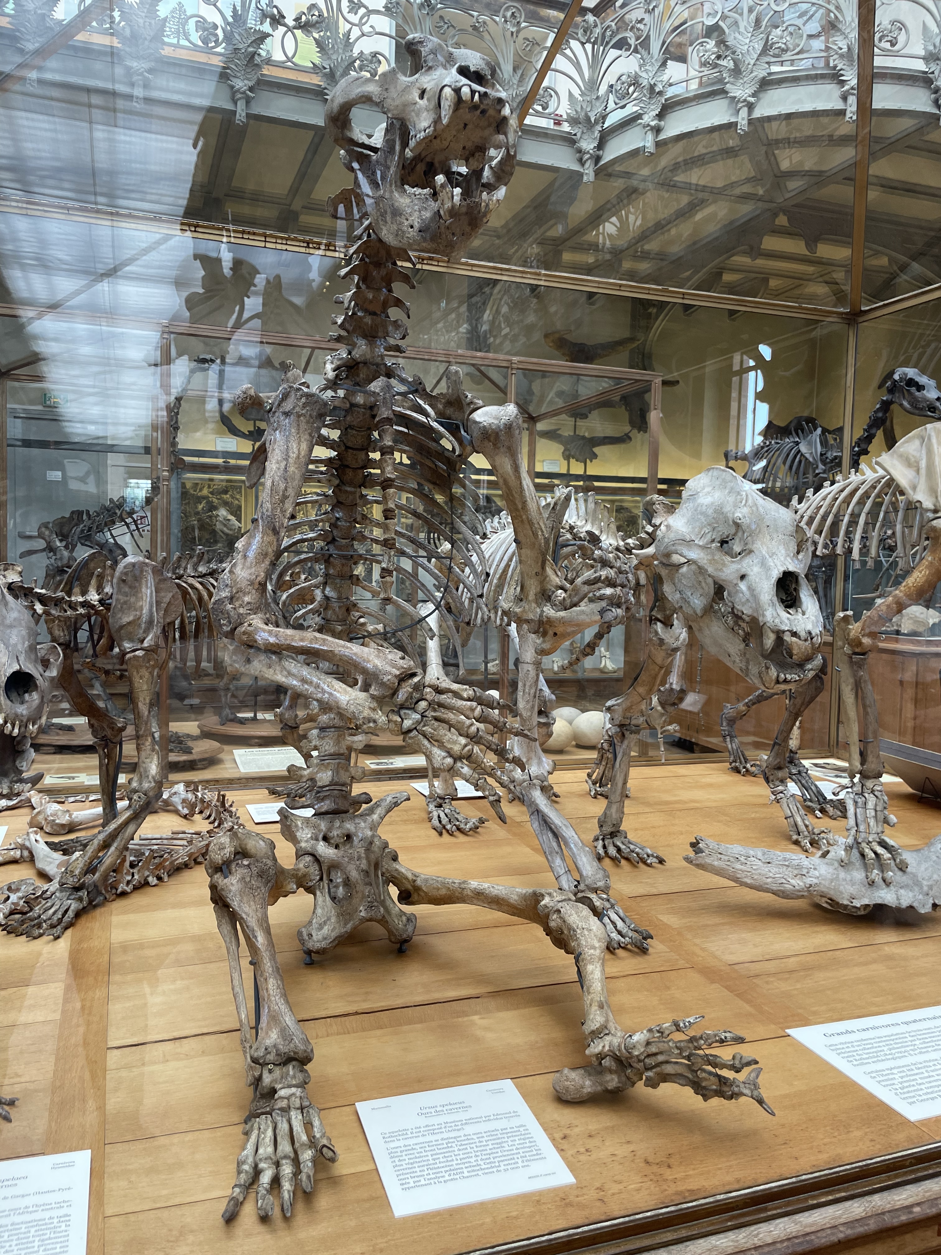 cavebear