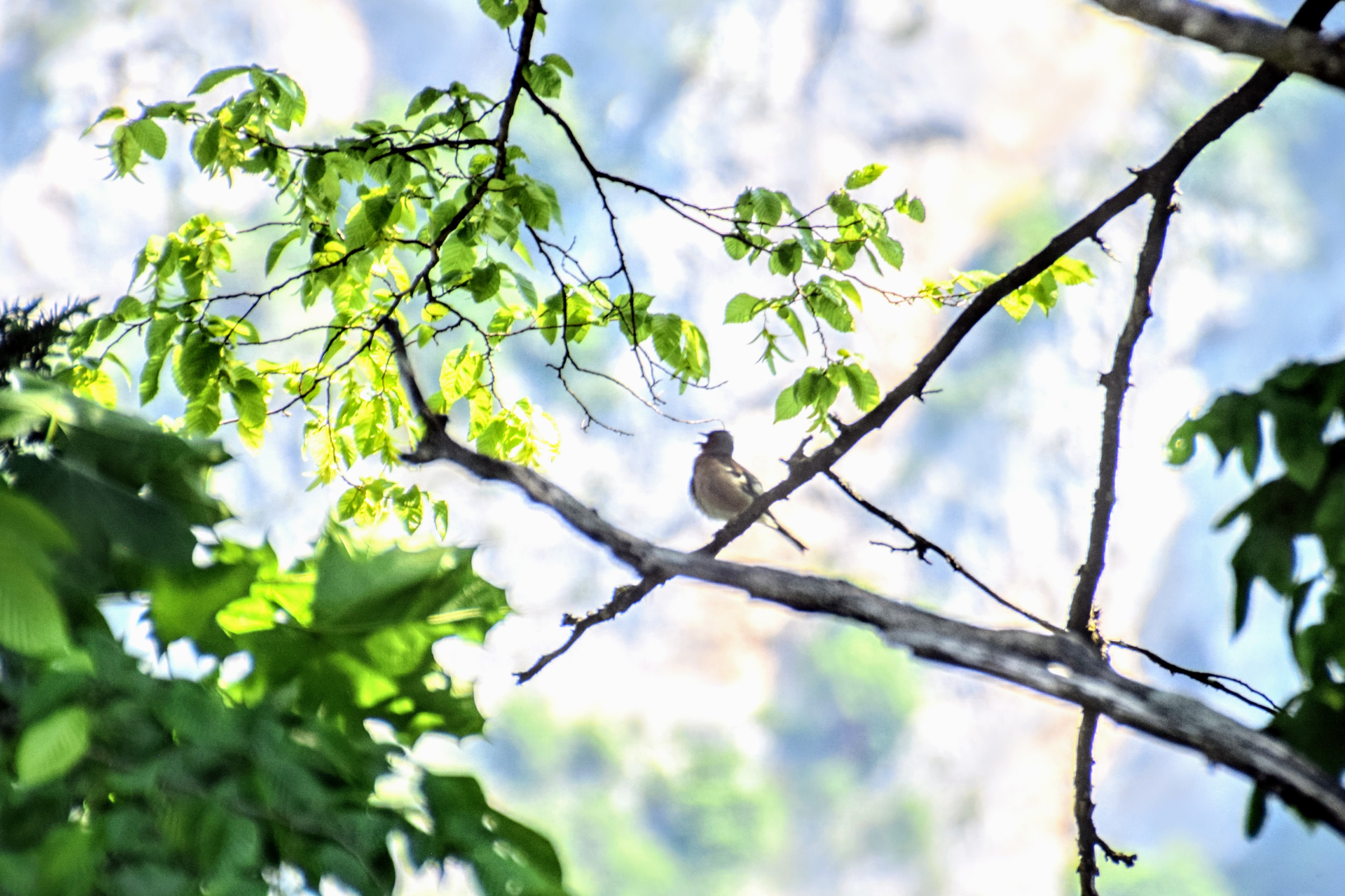 chaffinch