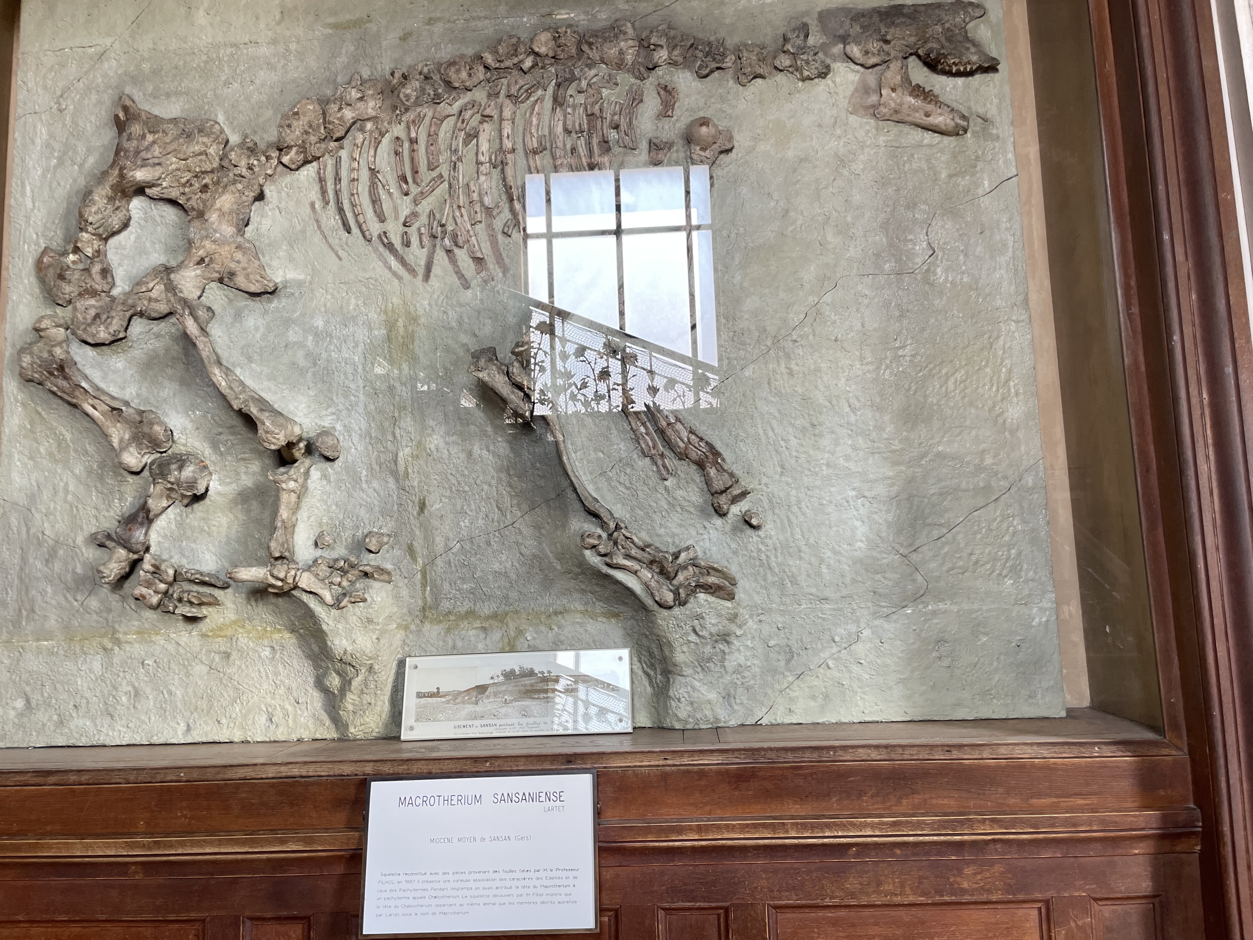 chalicotherium
