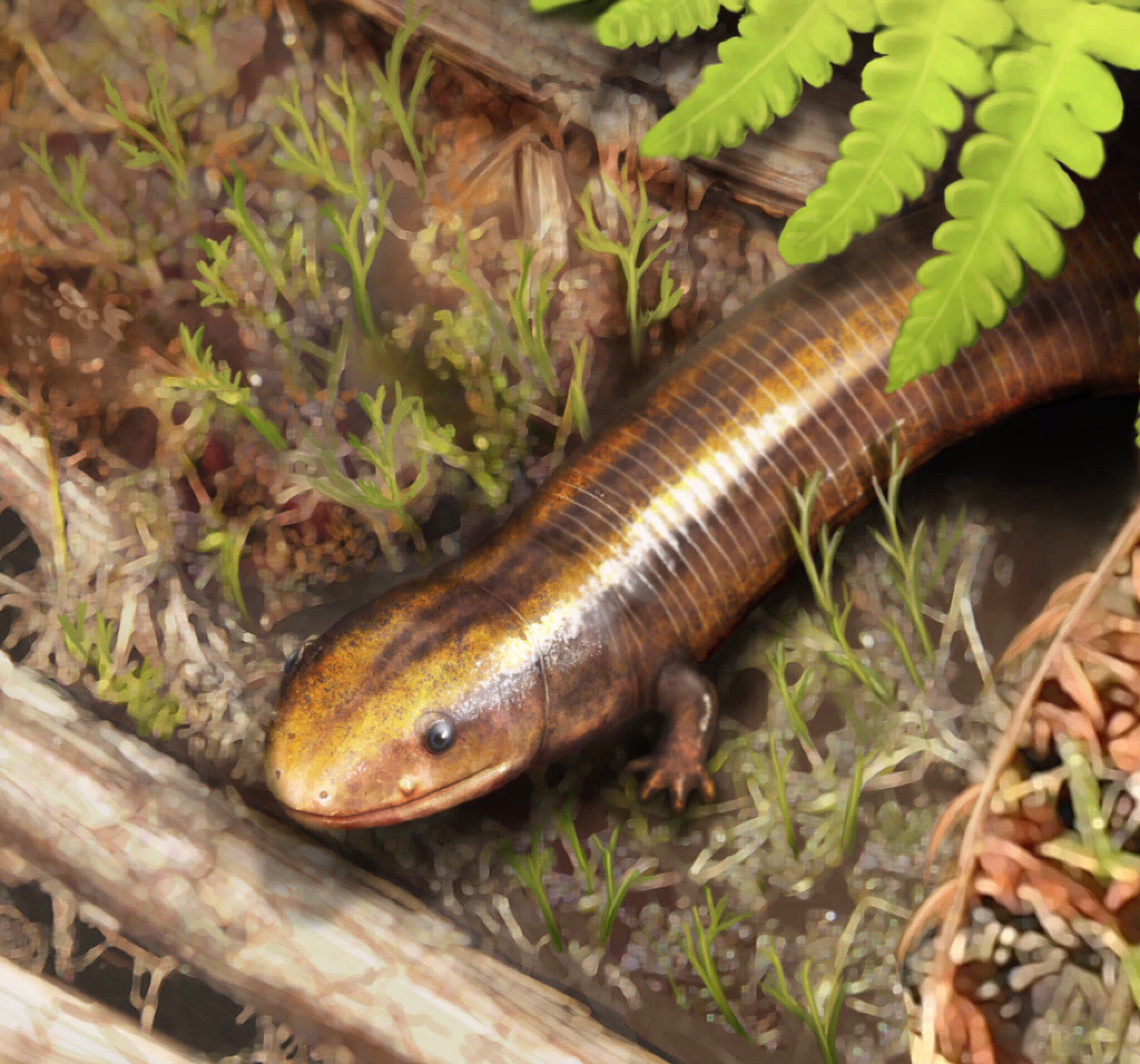 chinlestegophis