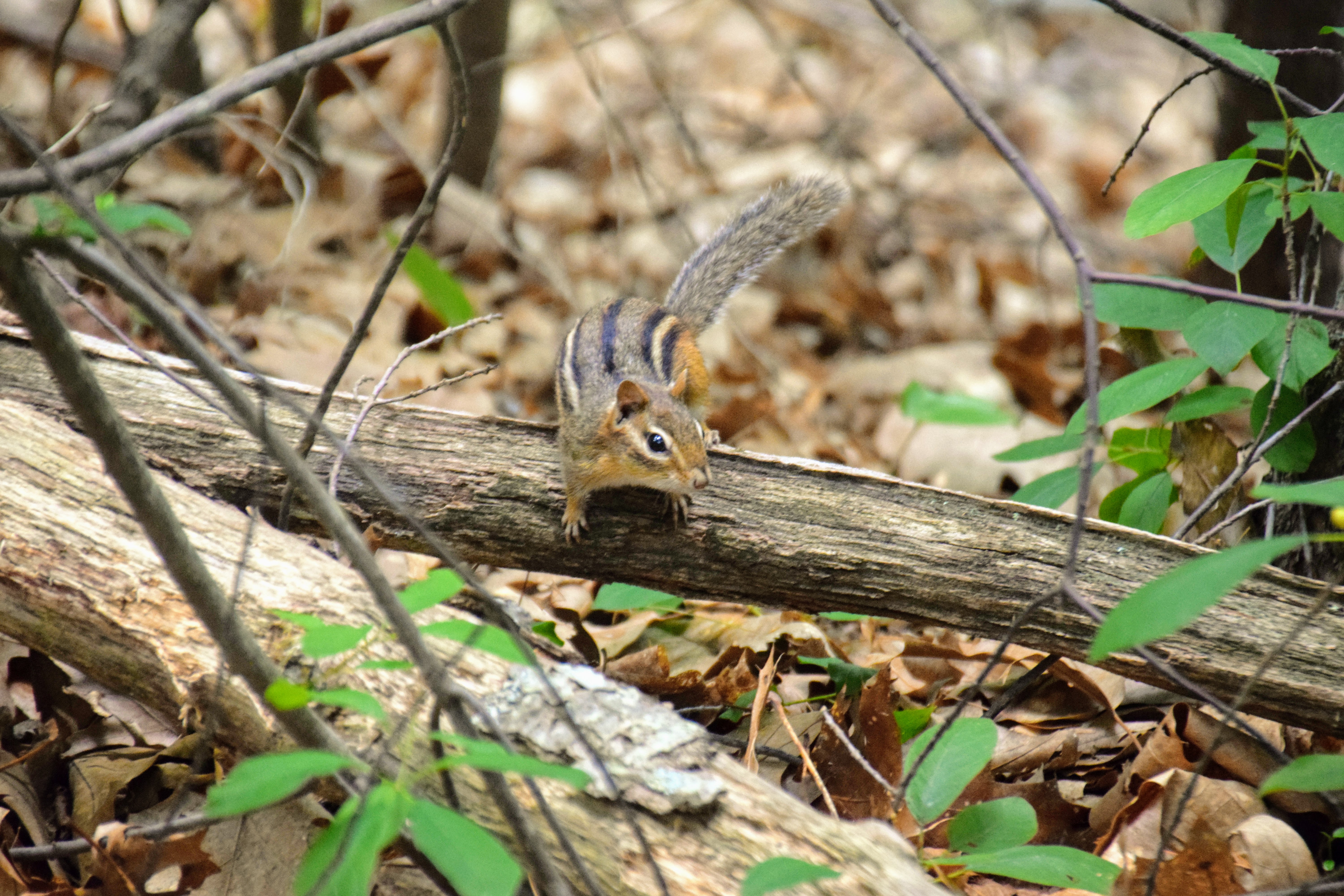 chipmunk