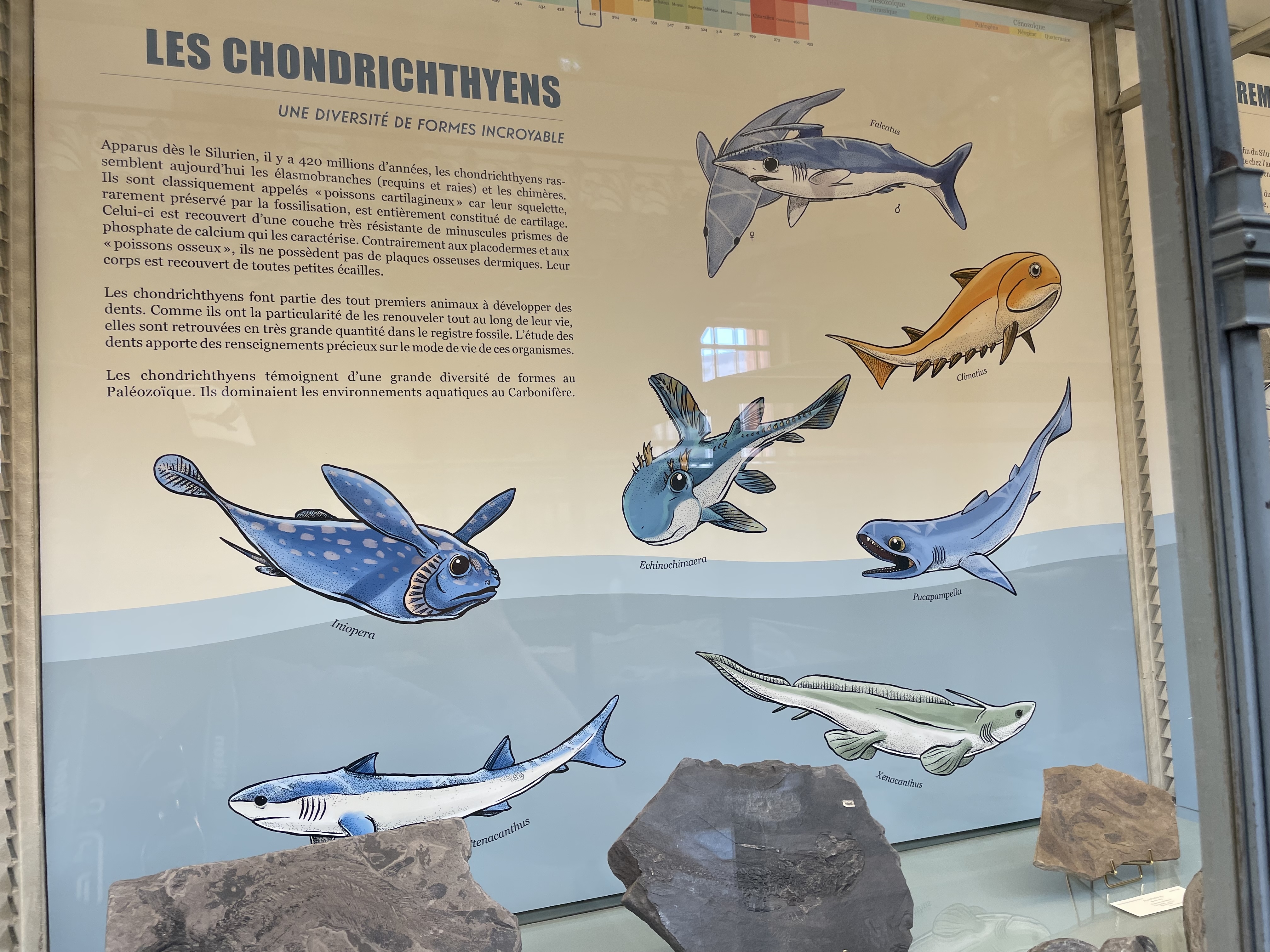 chondrichthyes