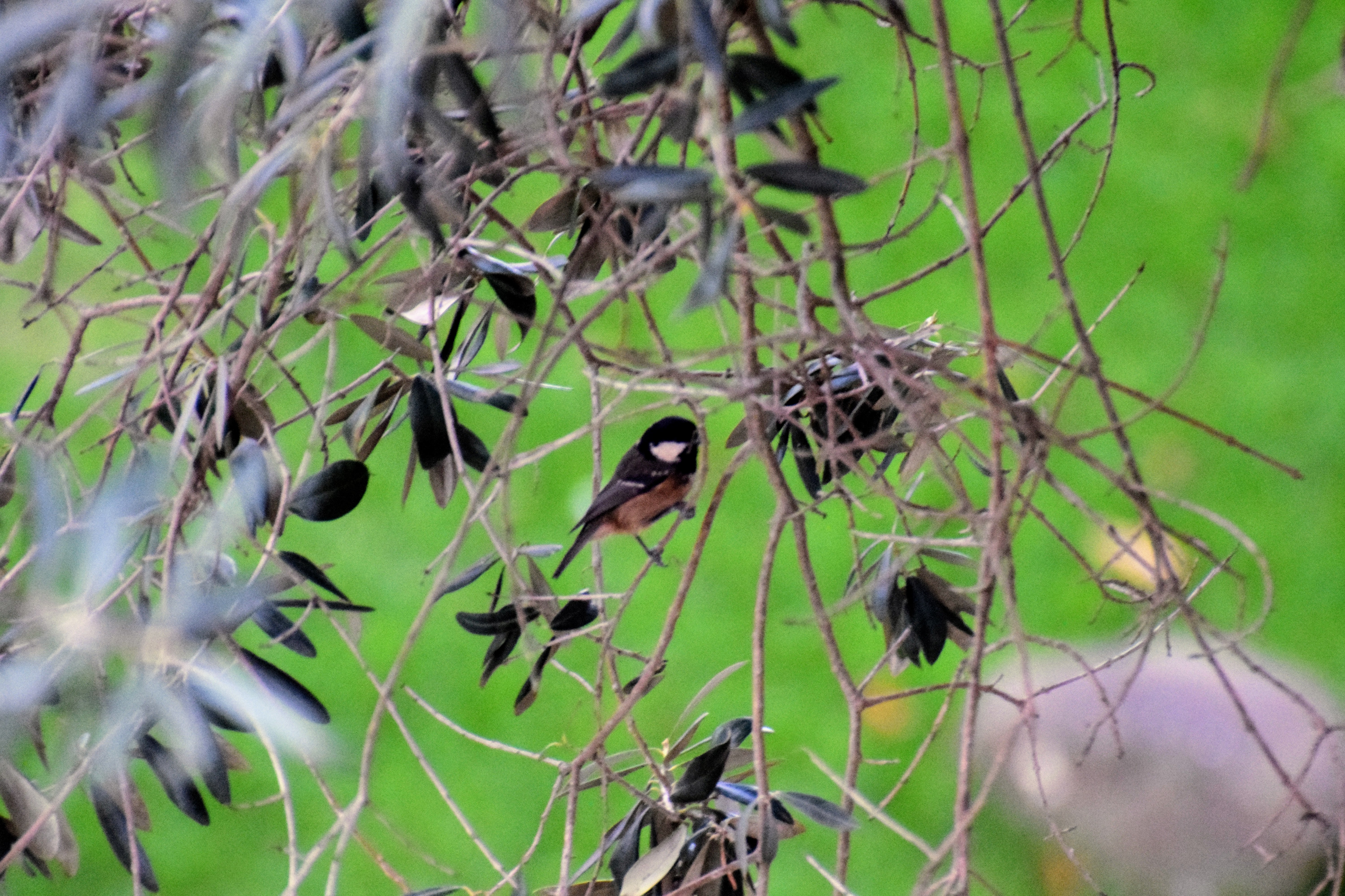 coal-tit