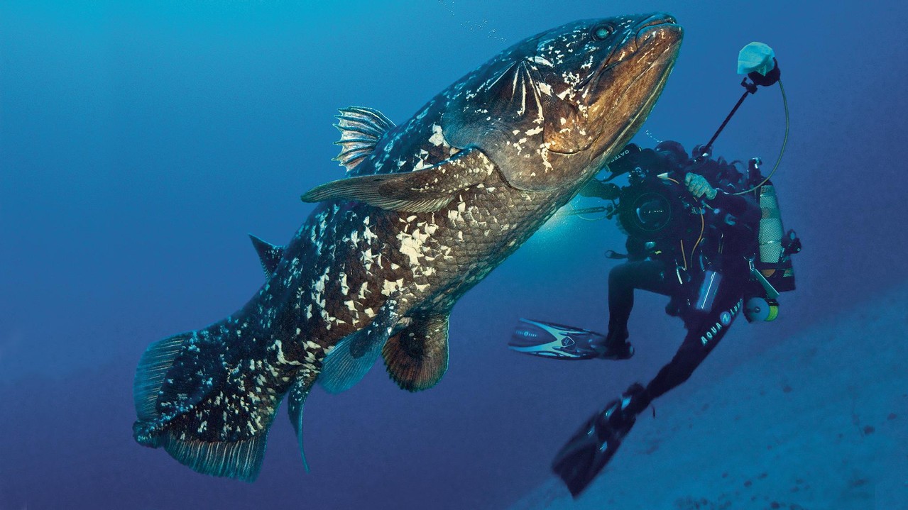 Coelacanth