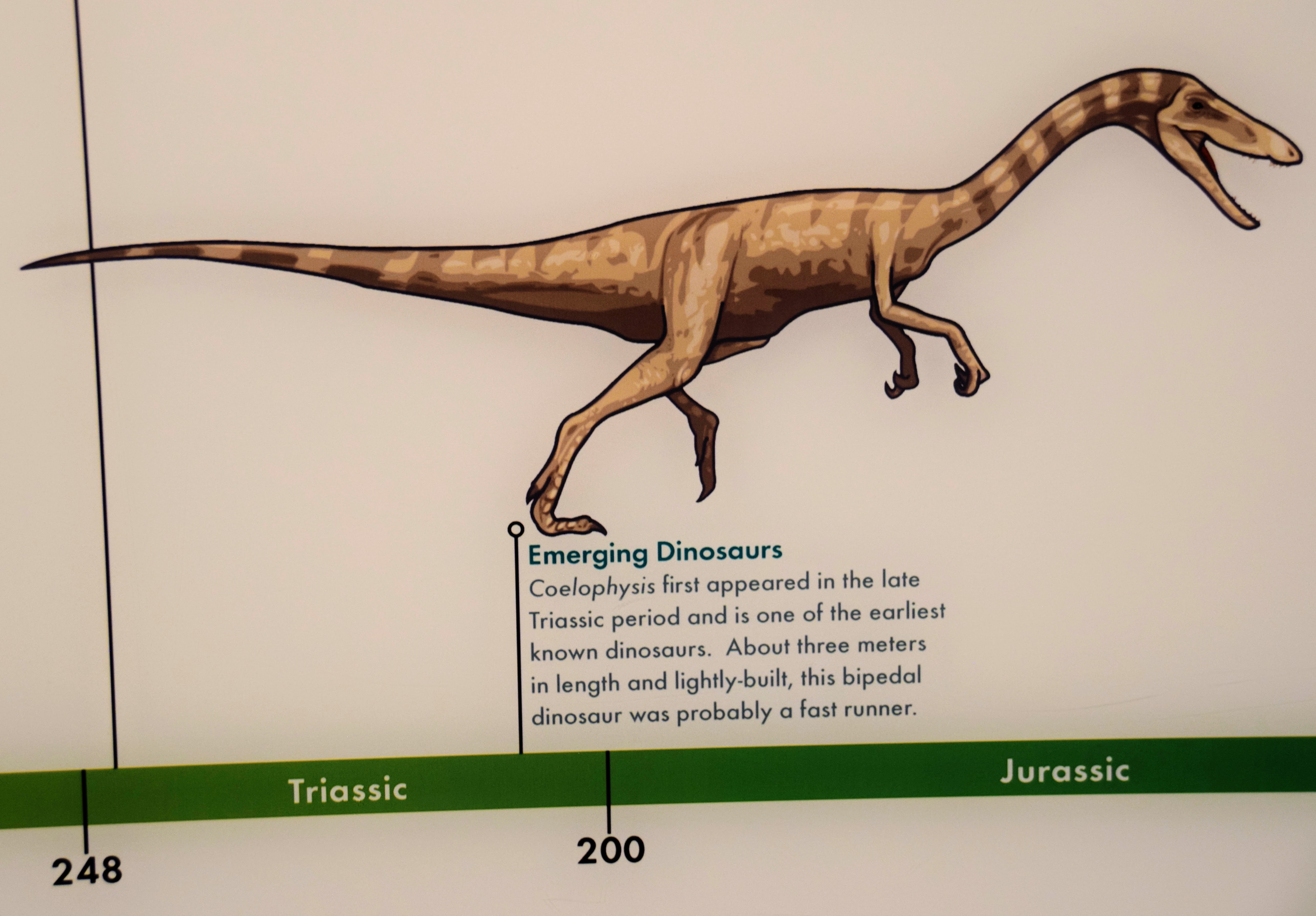 coelophysis