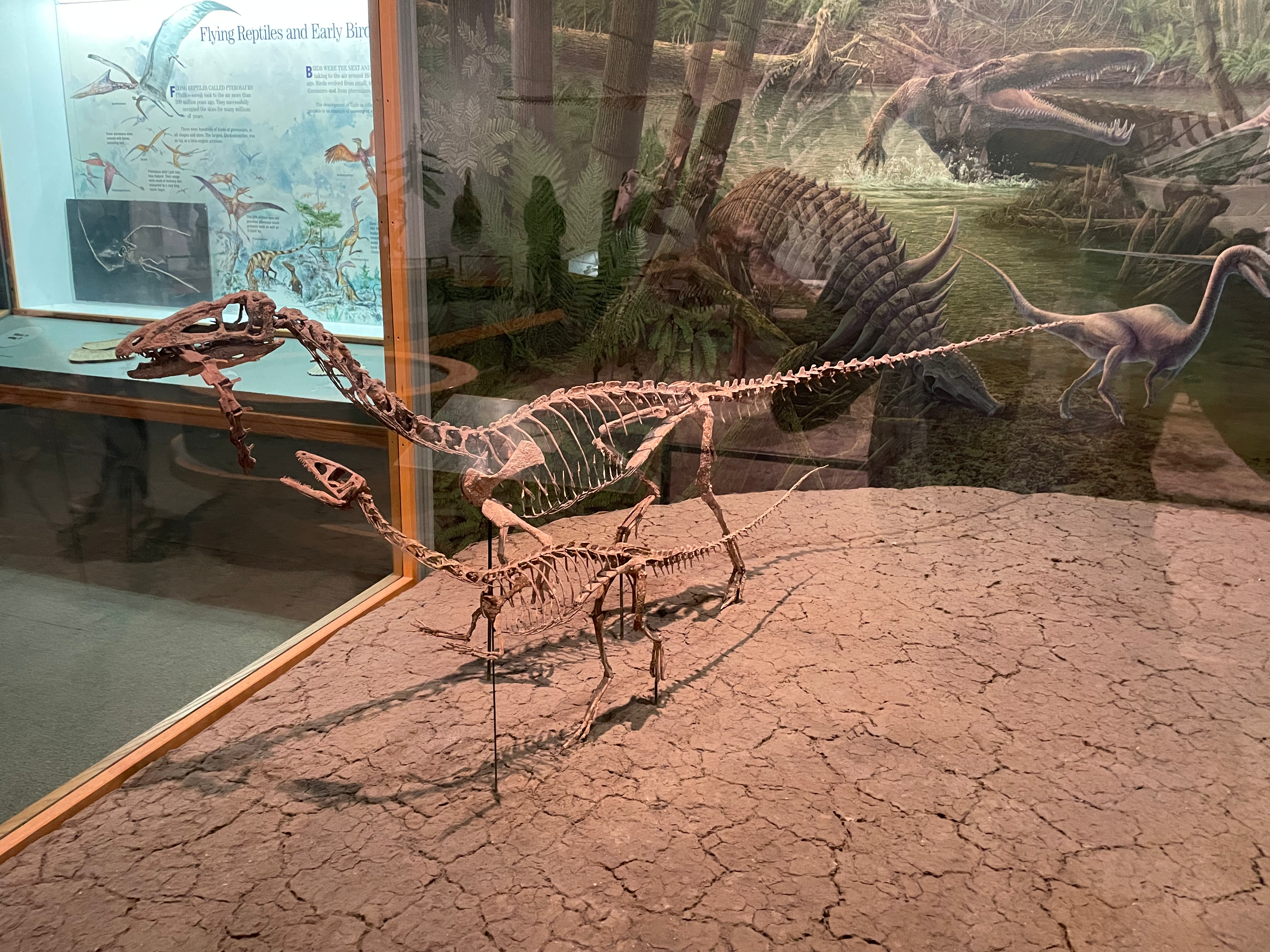 coelophysis-skeleton