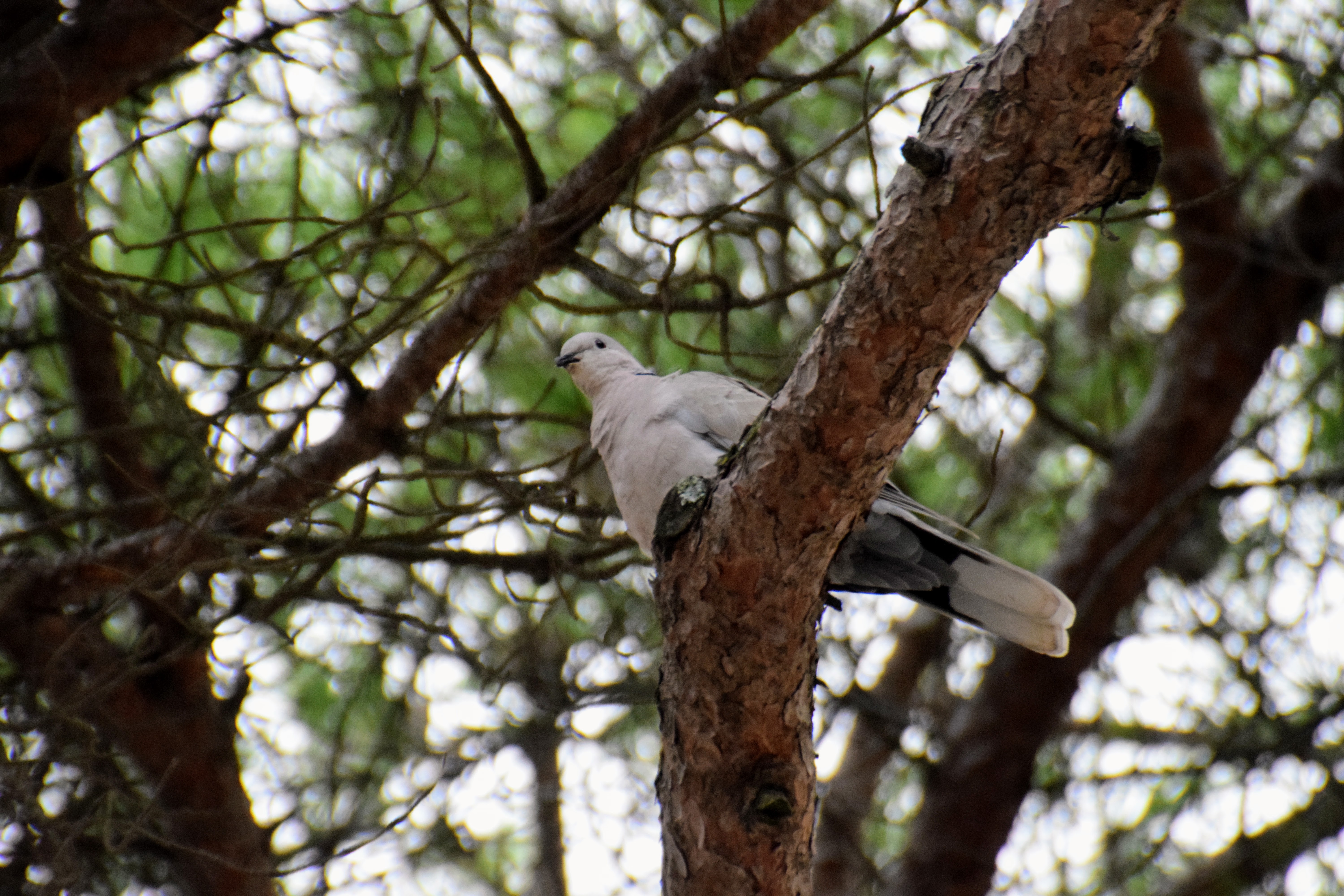 collared-dove