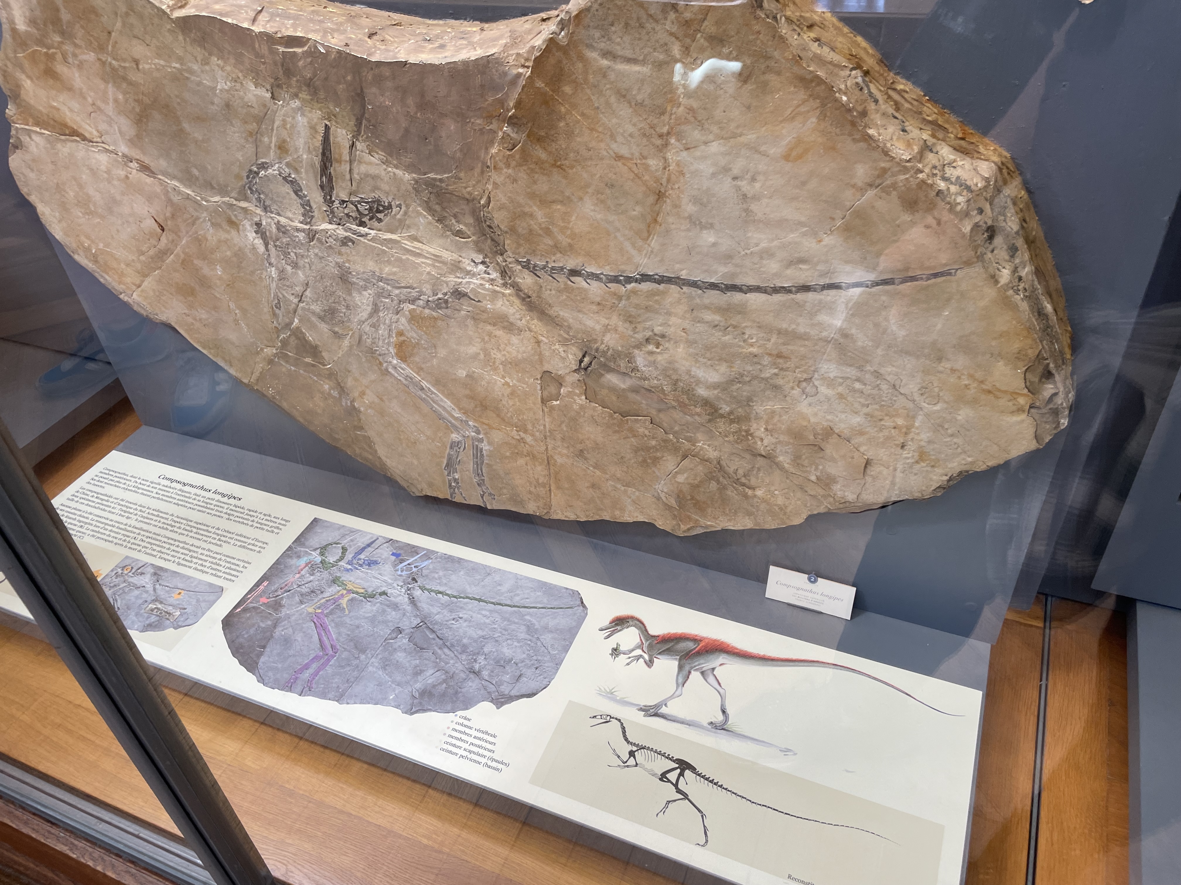 compsognathus