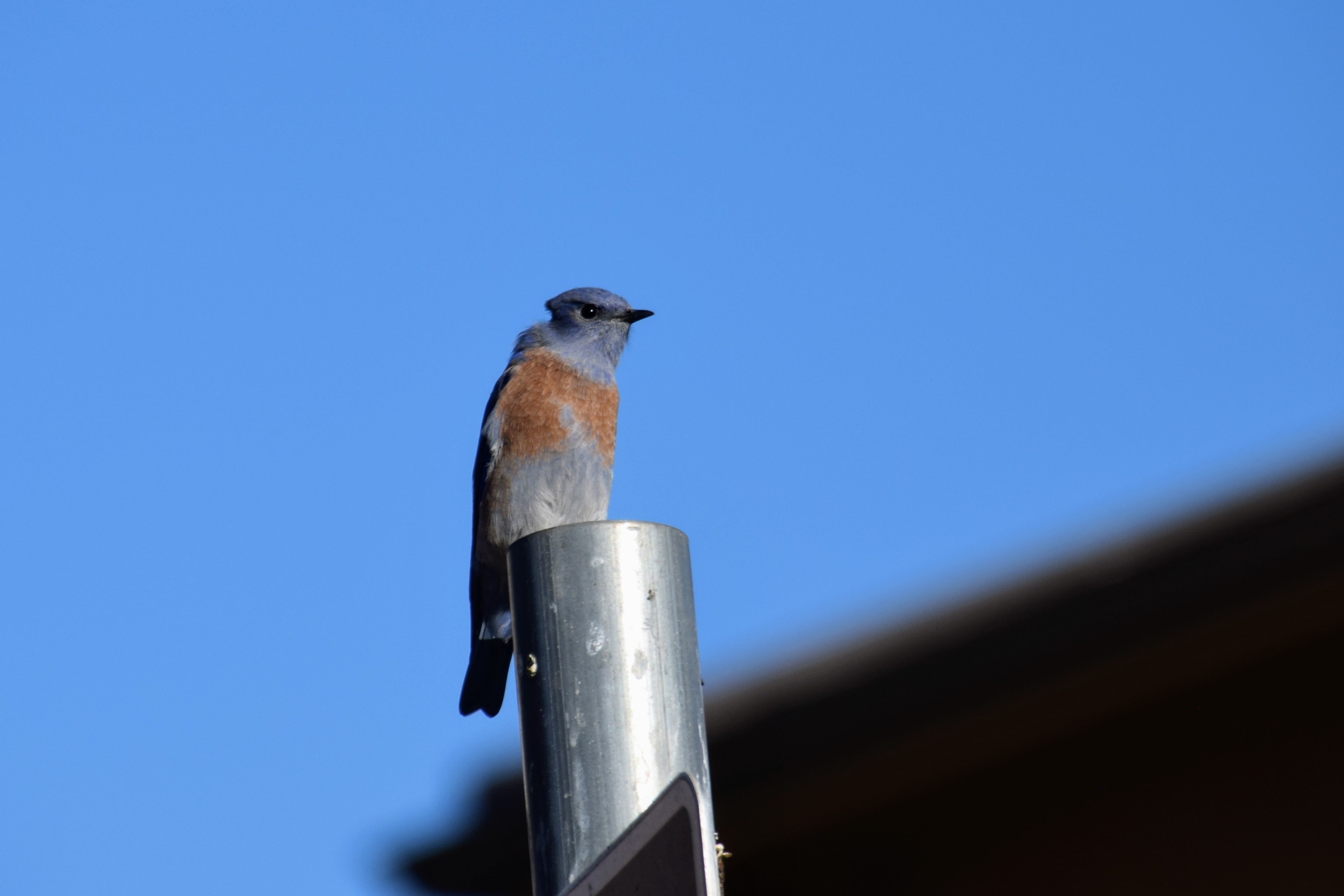 bluebird2