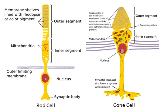 cones-rods