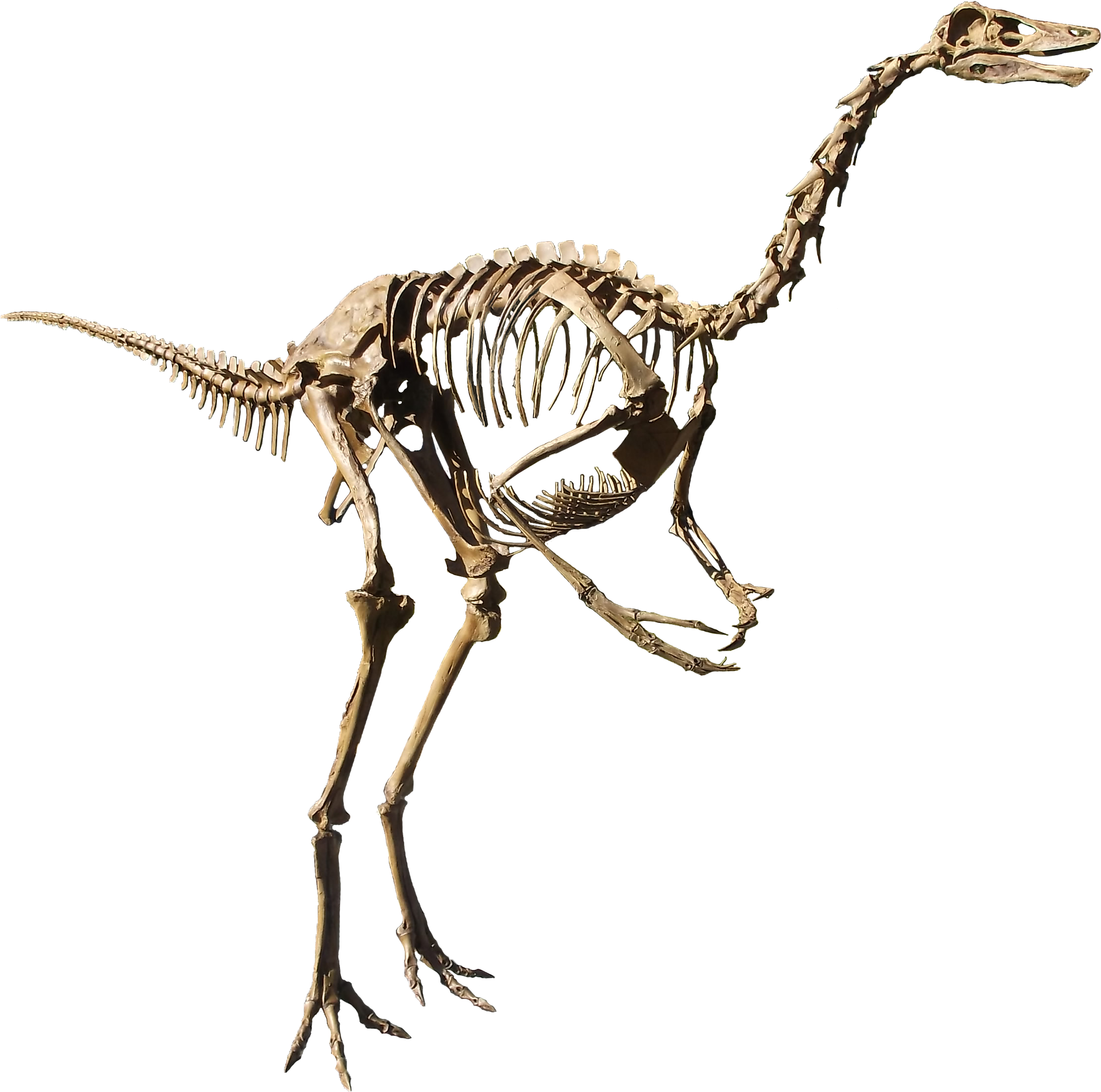 struthiomimus