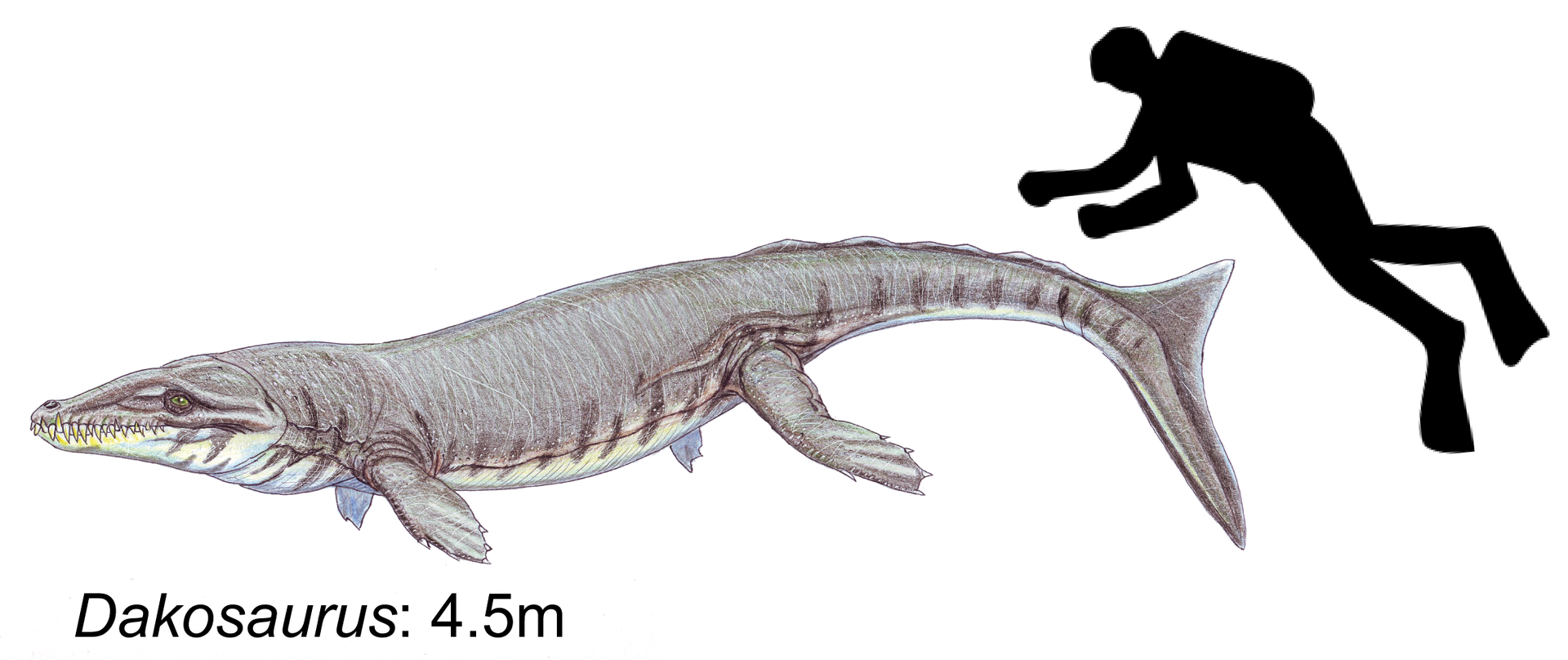 dakosaurus
