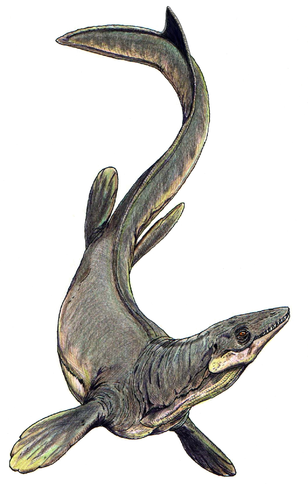 plioplatecarpus