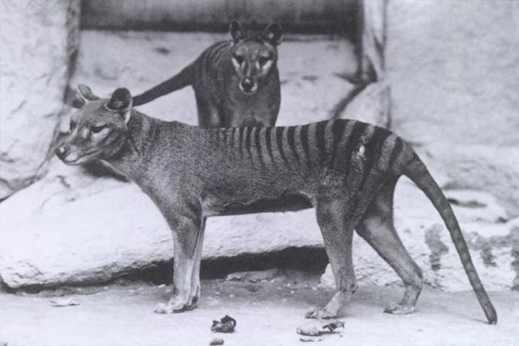 thylacines