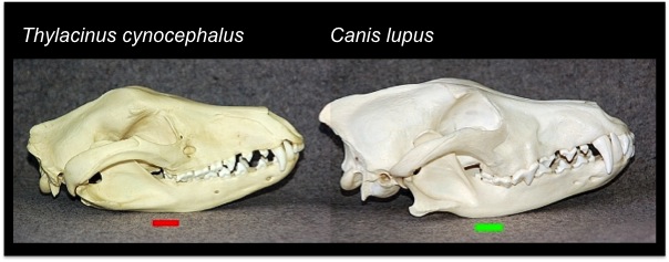 skull-comparison