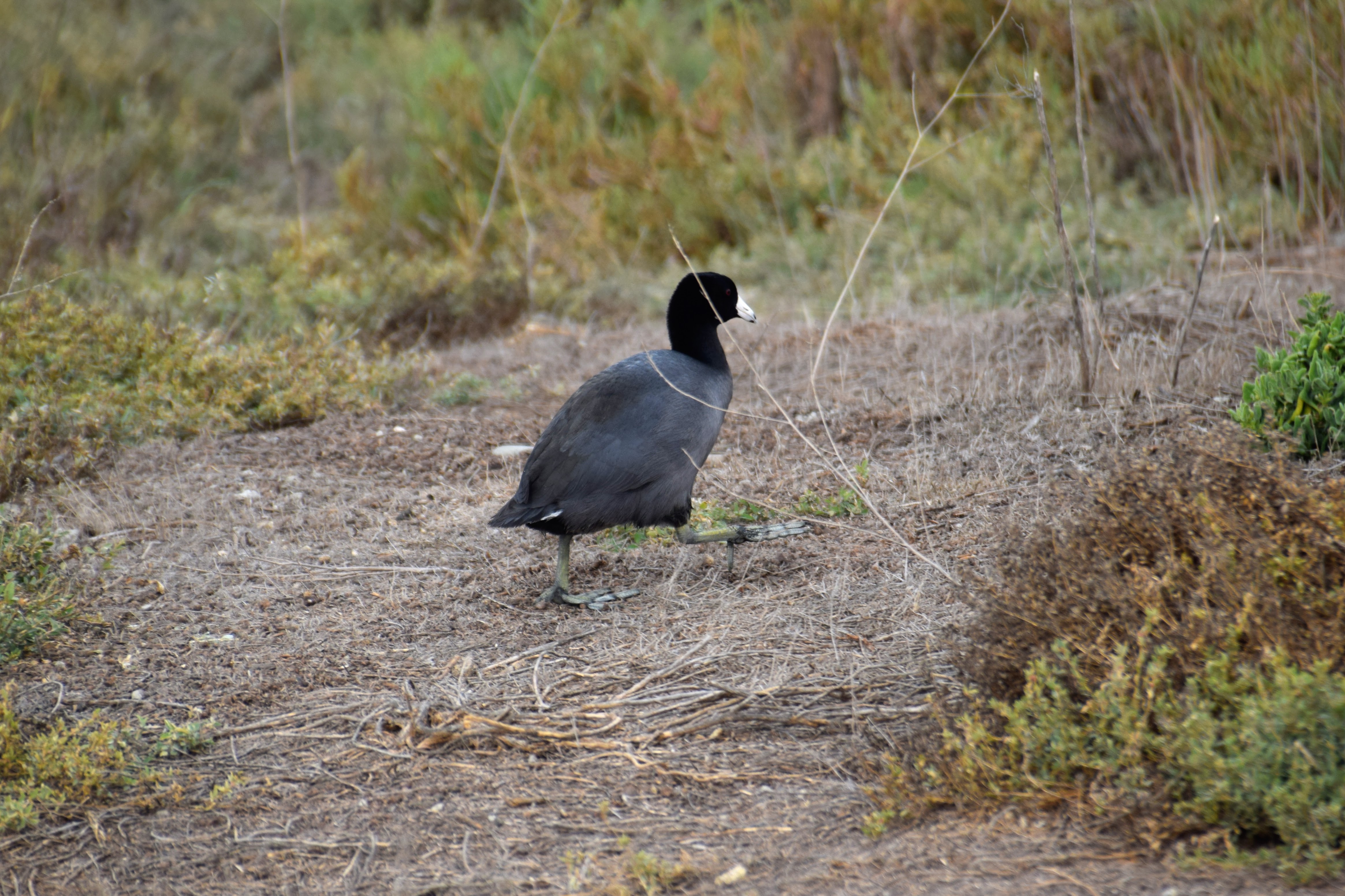 coot-feet2