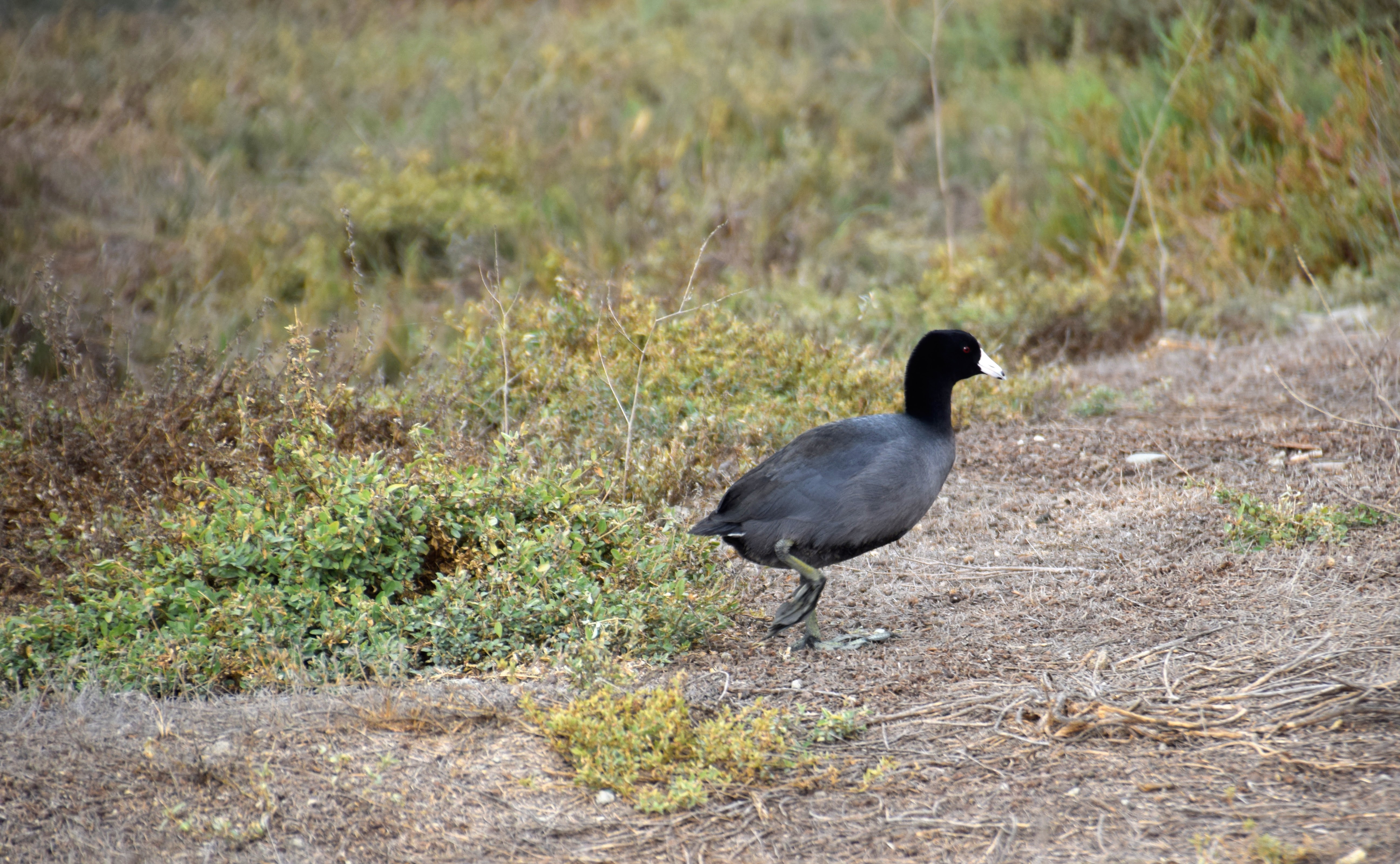 coot-feet