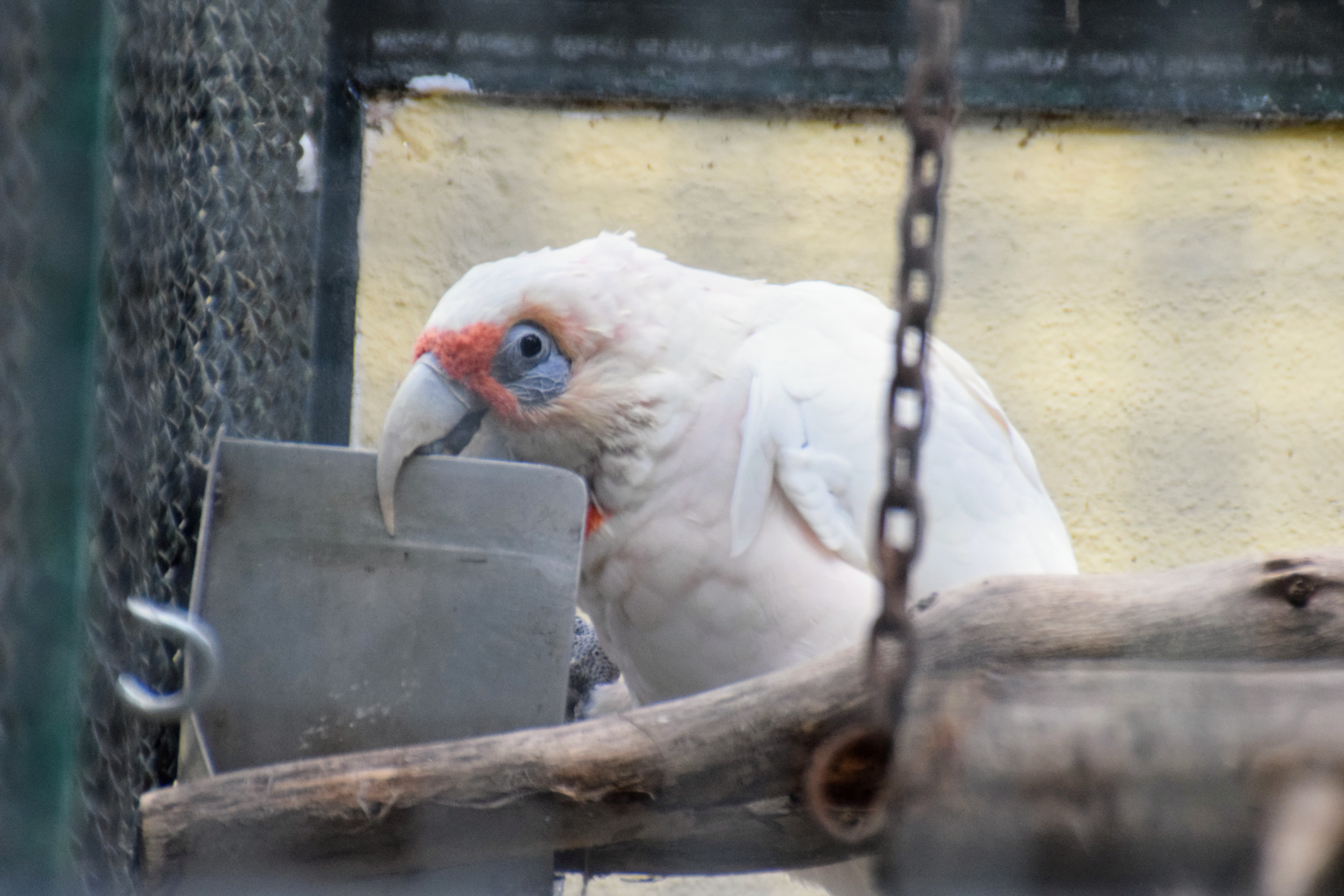 corella