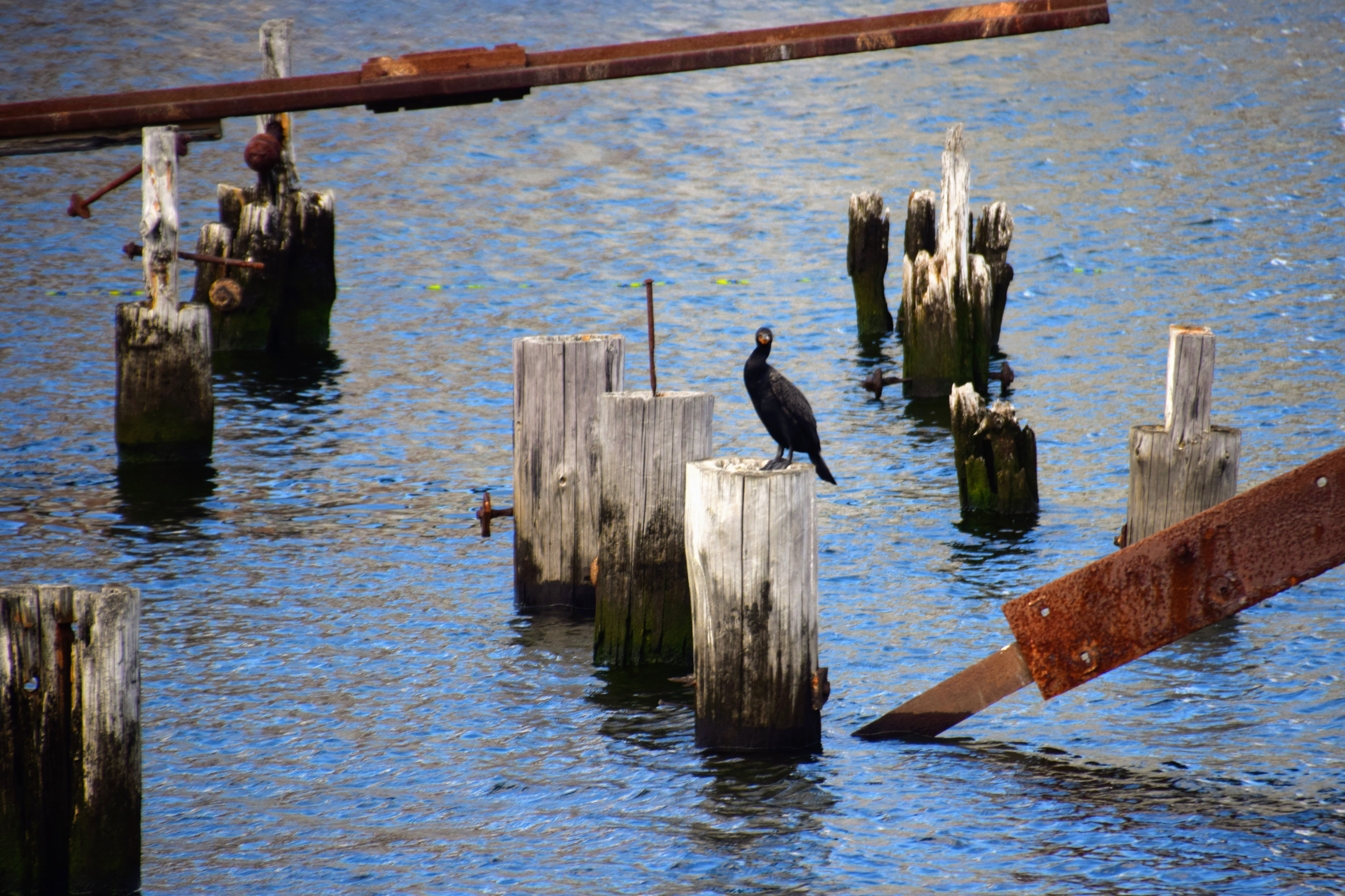 cormorant