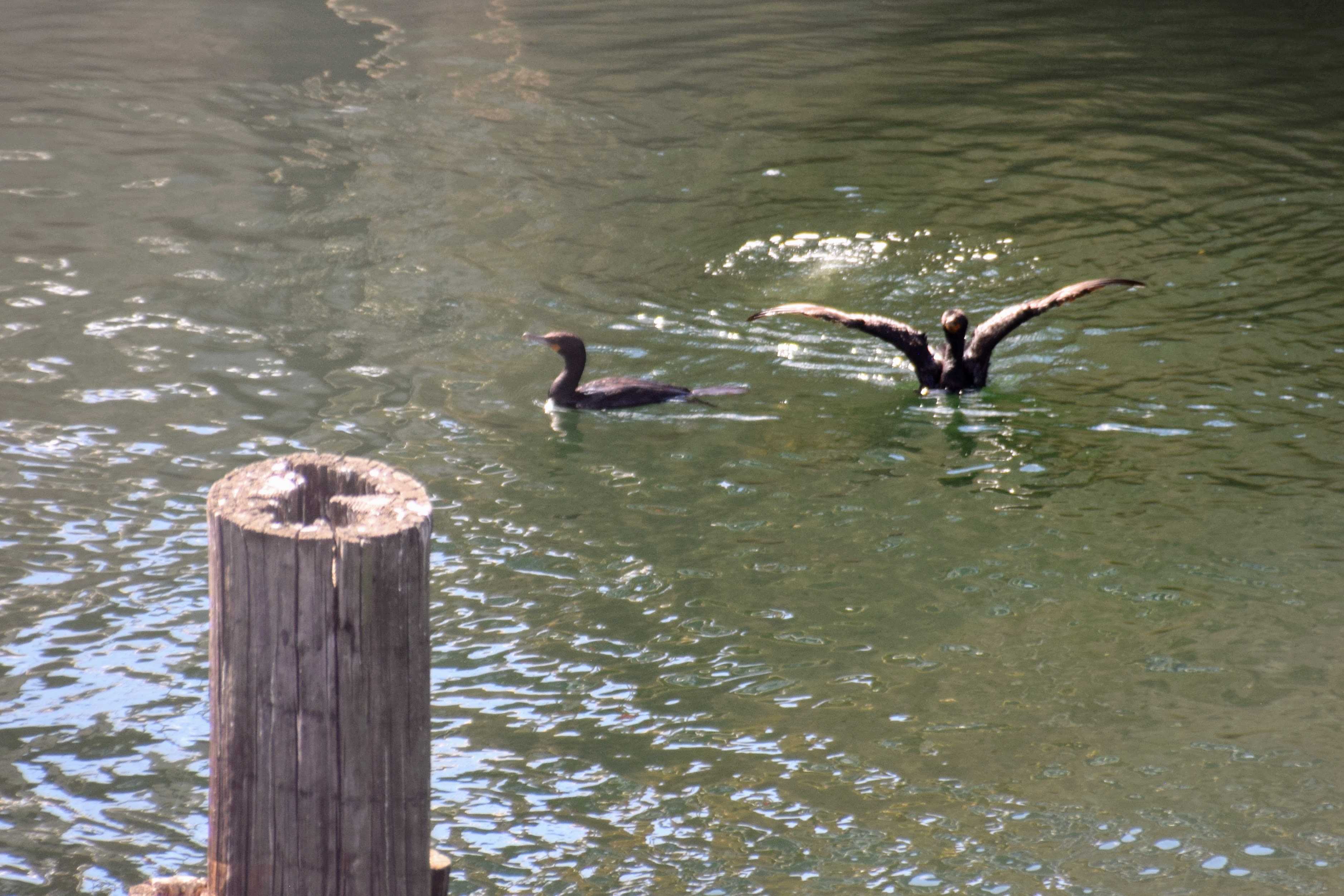 cormorant2