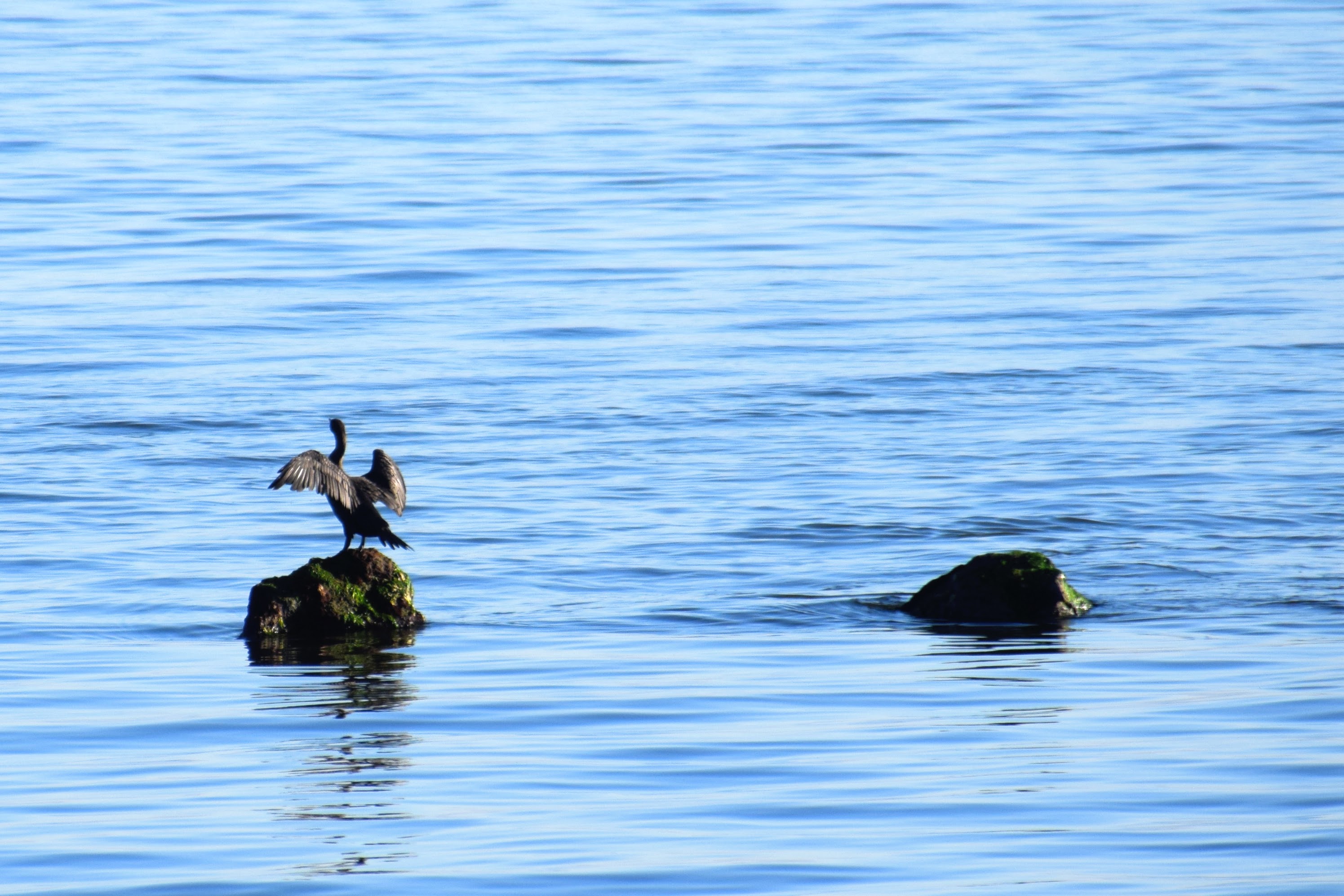 cormorant1