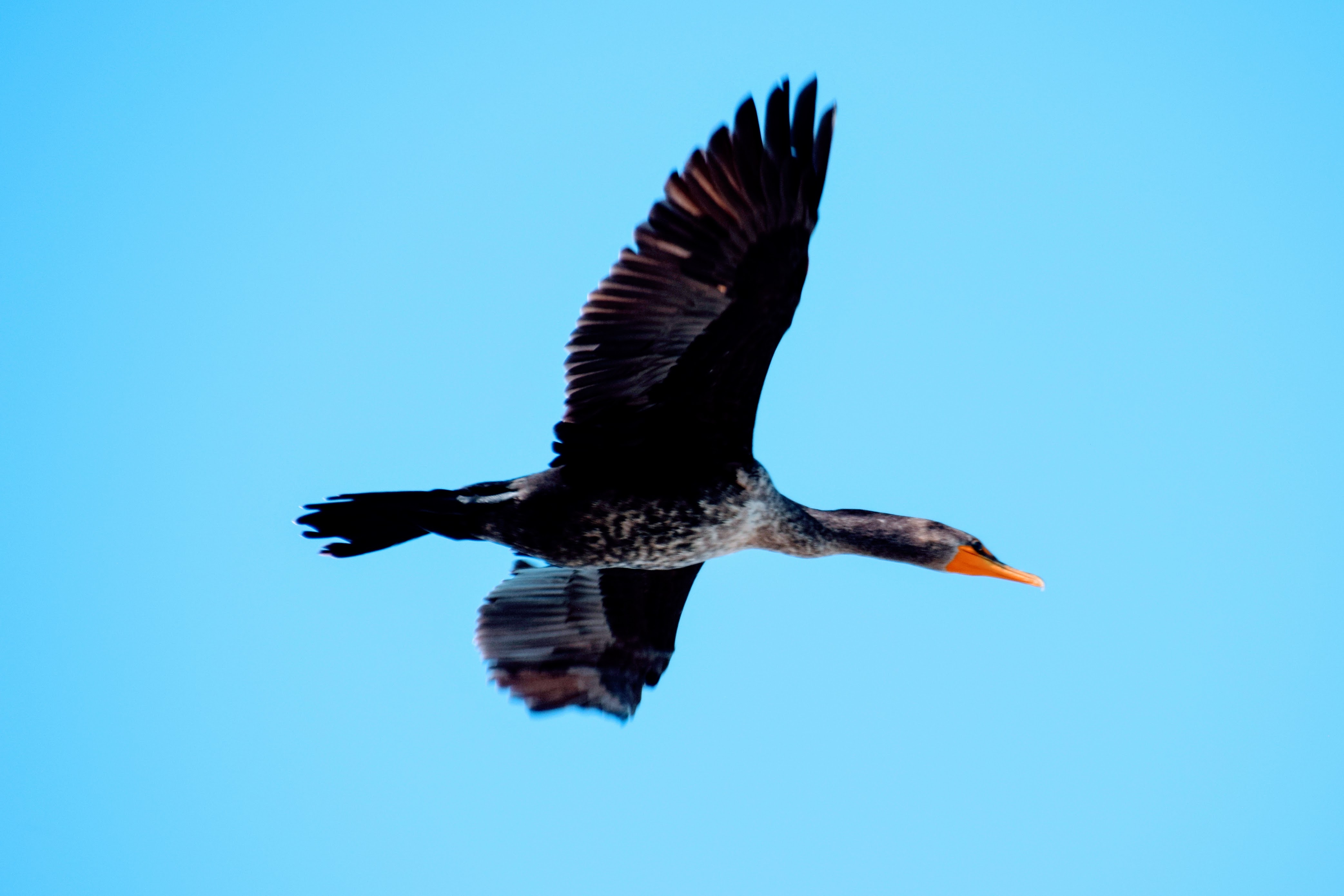 Dinosaur Photography 3: Waterbirds of California