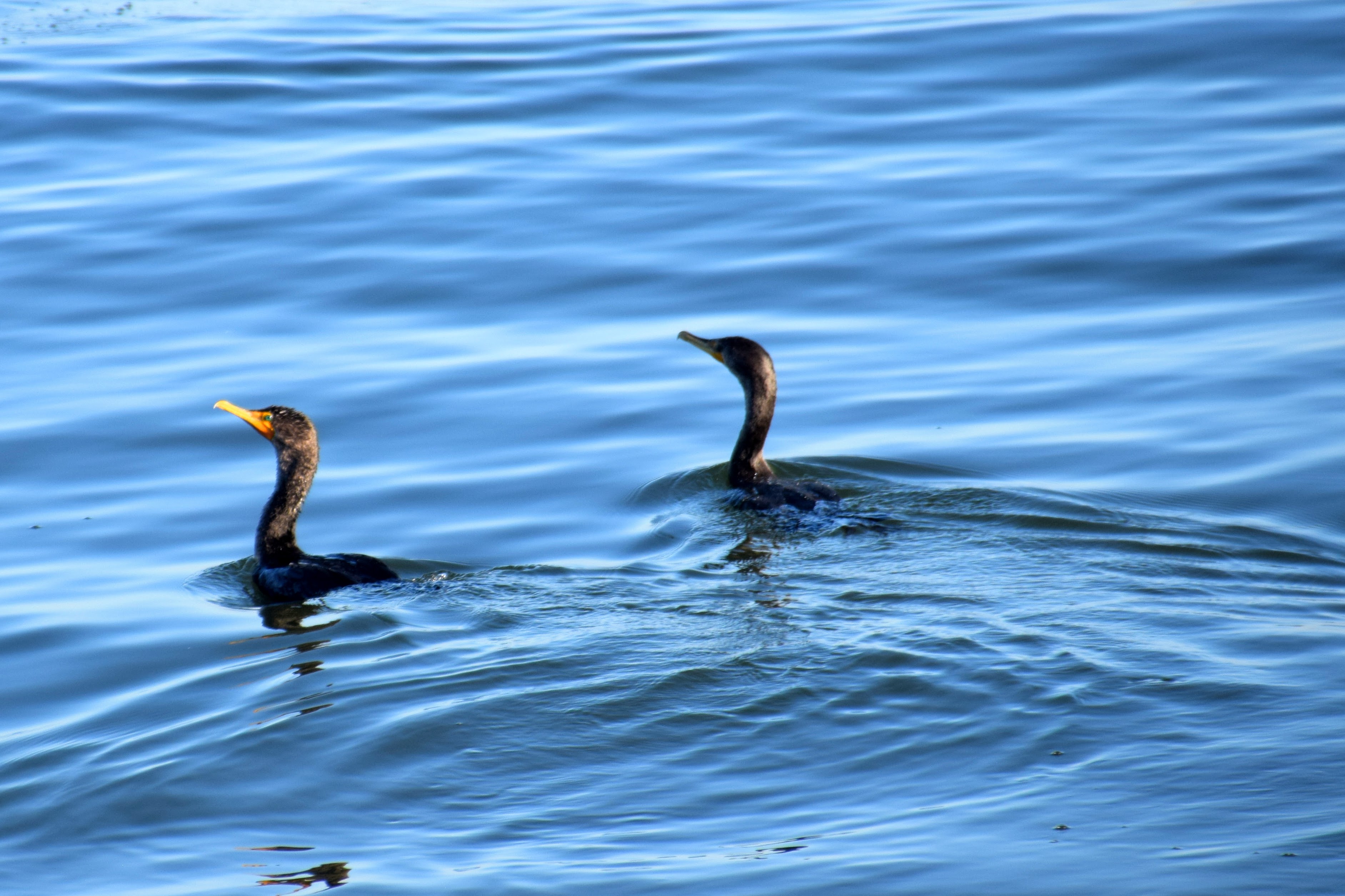 cormorant