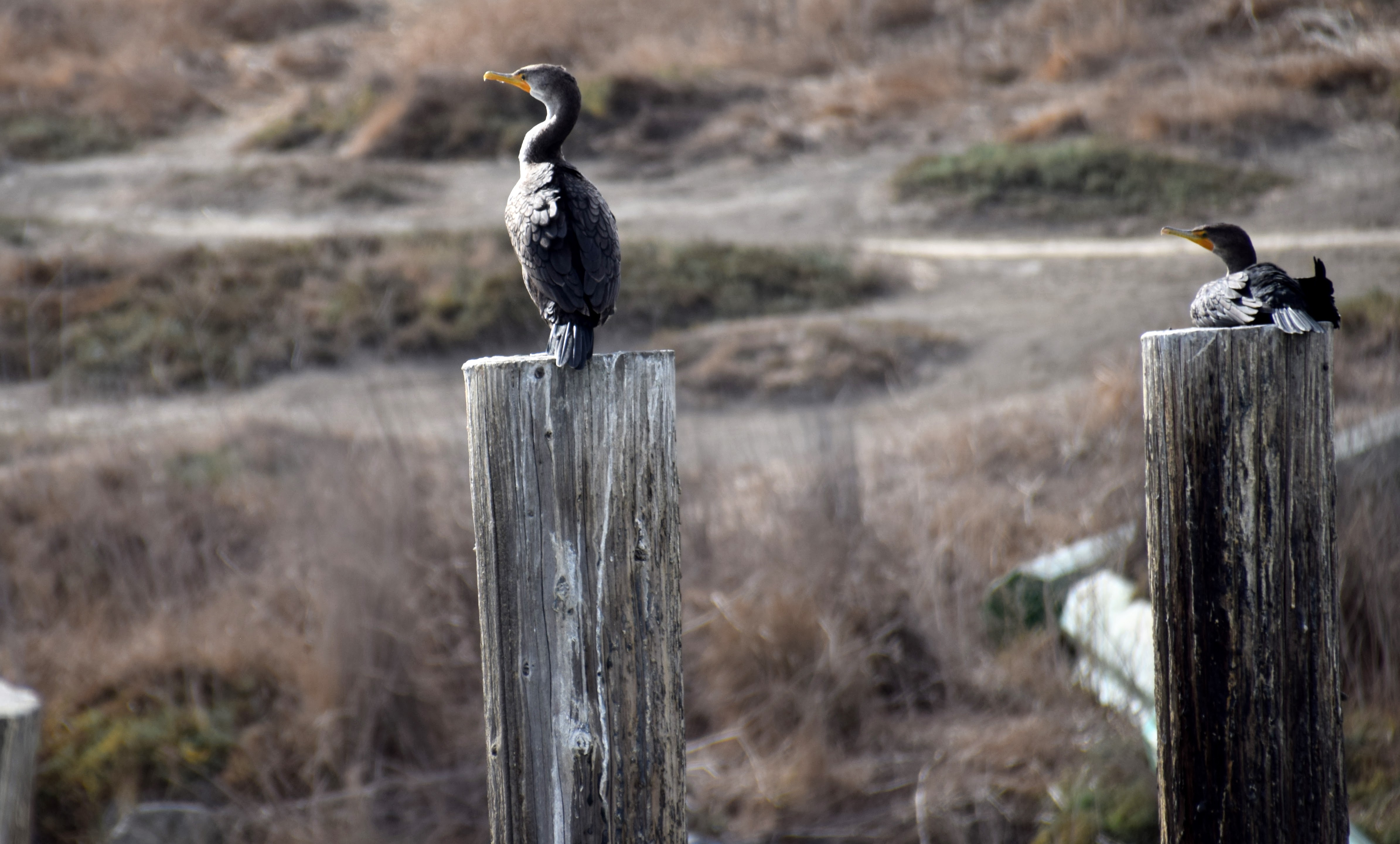 cormorant2