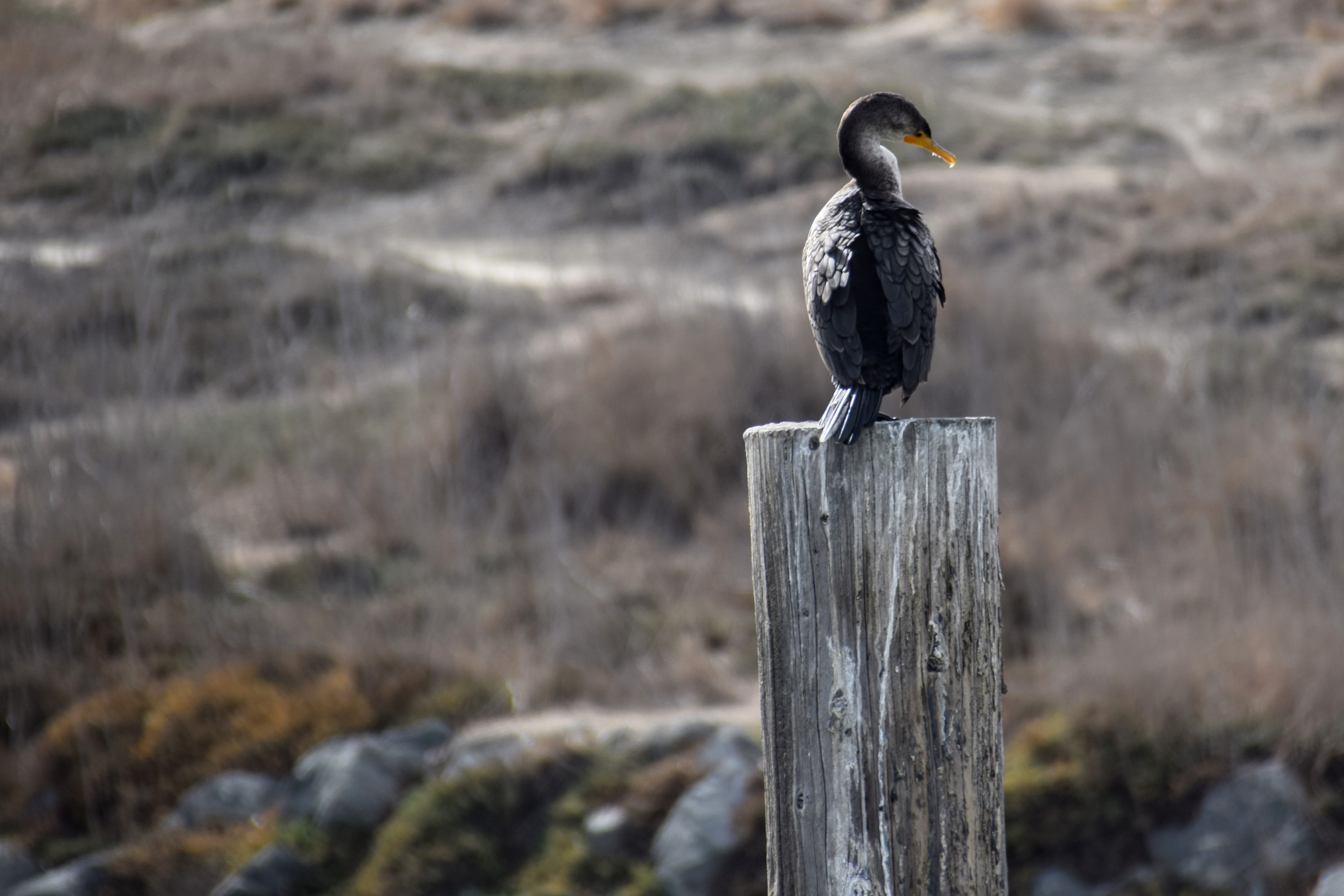 cormorant