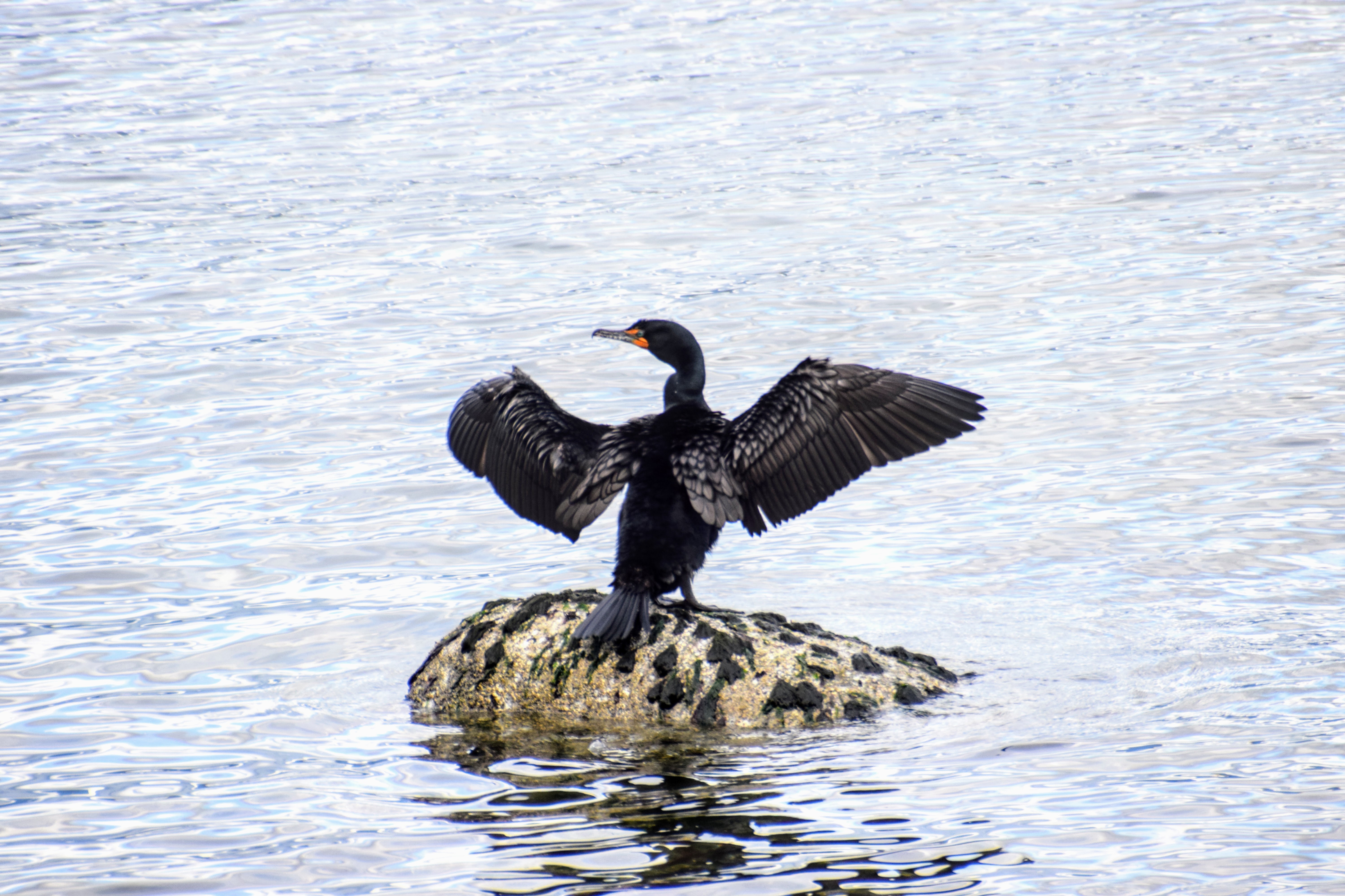 double-crested