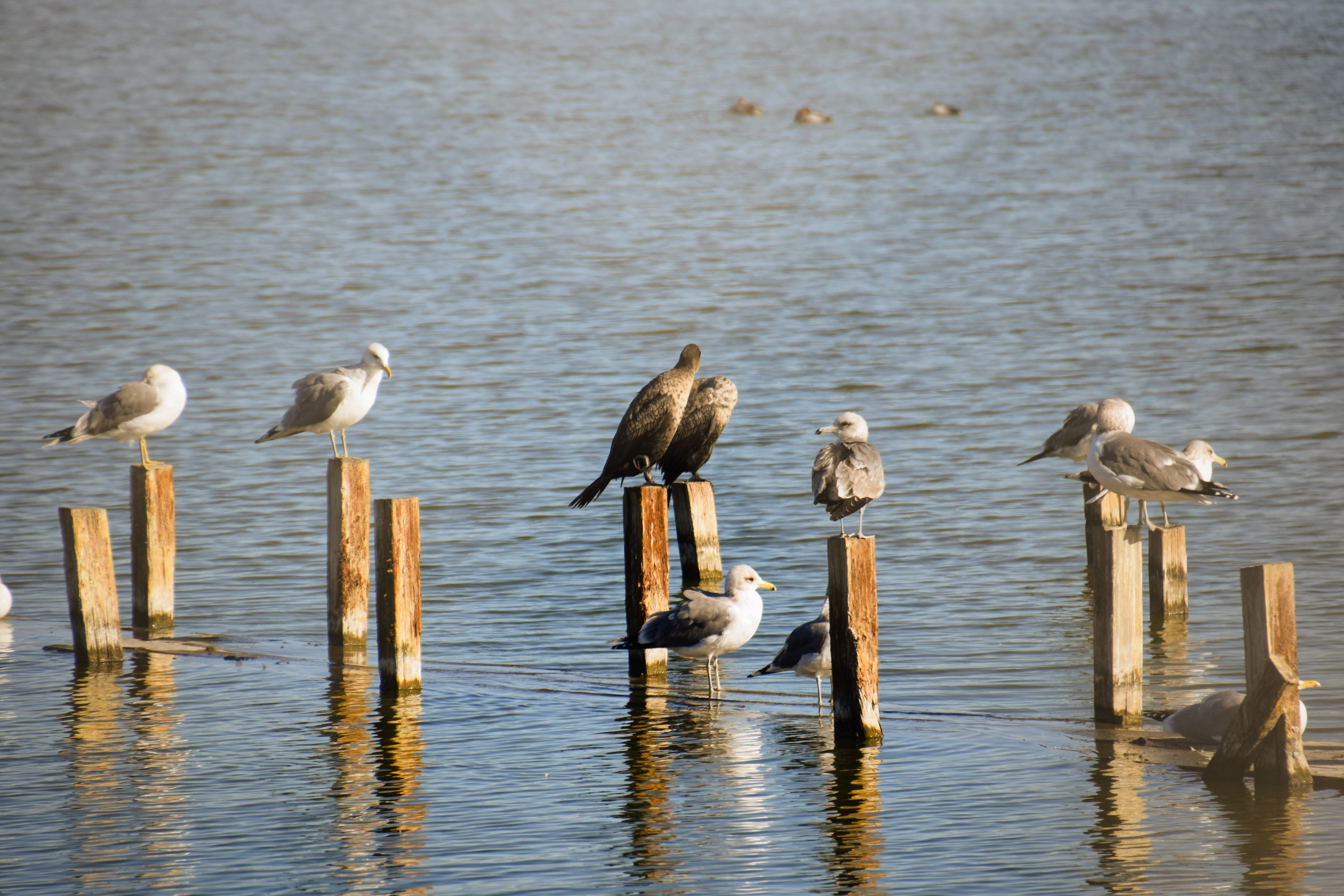 cormorants