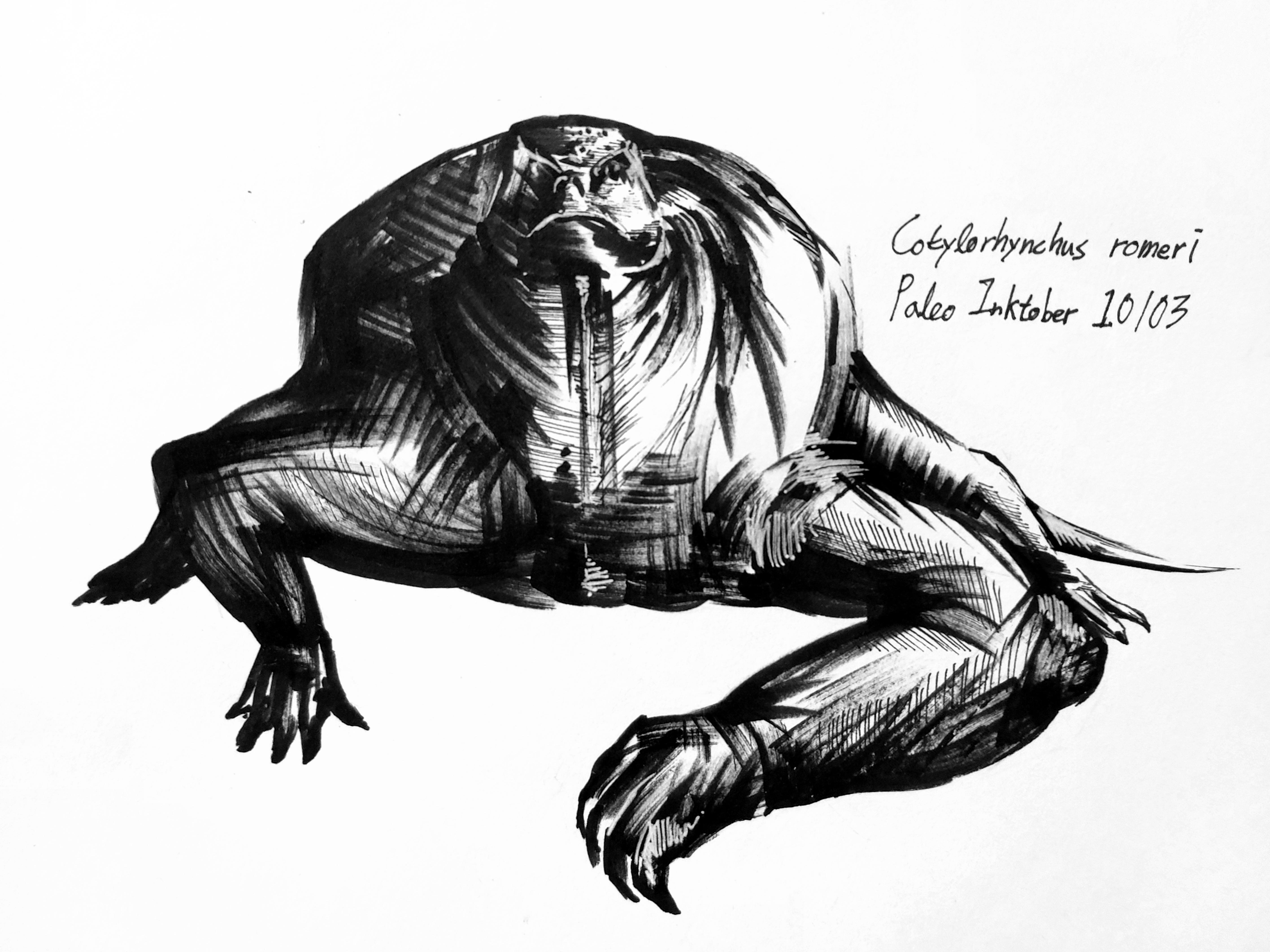 cotylorhynchus