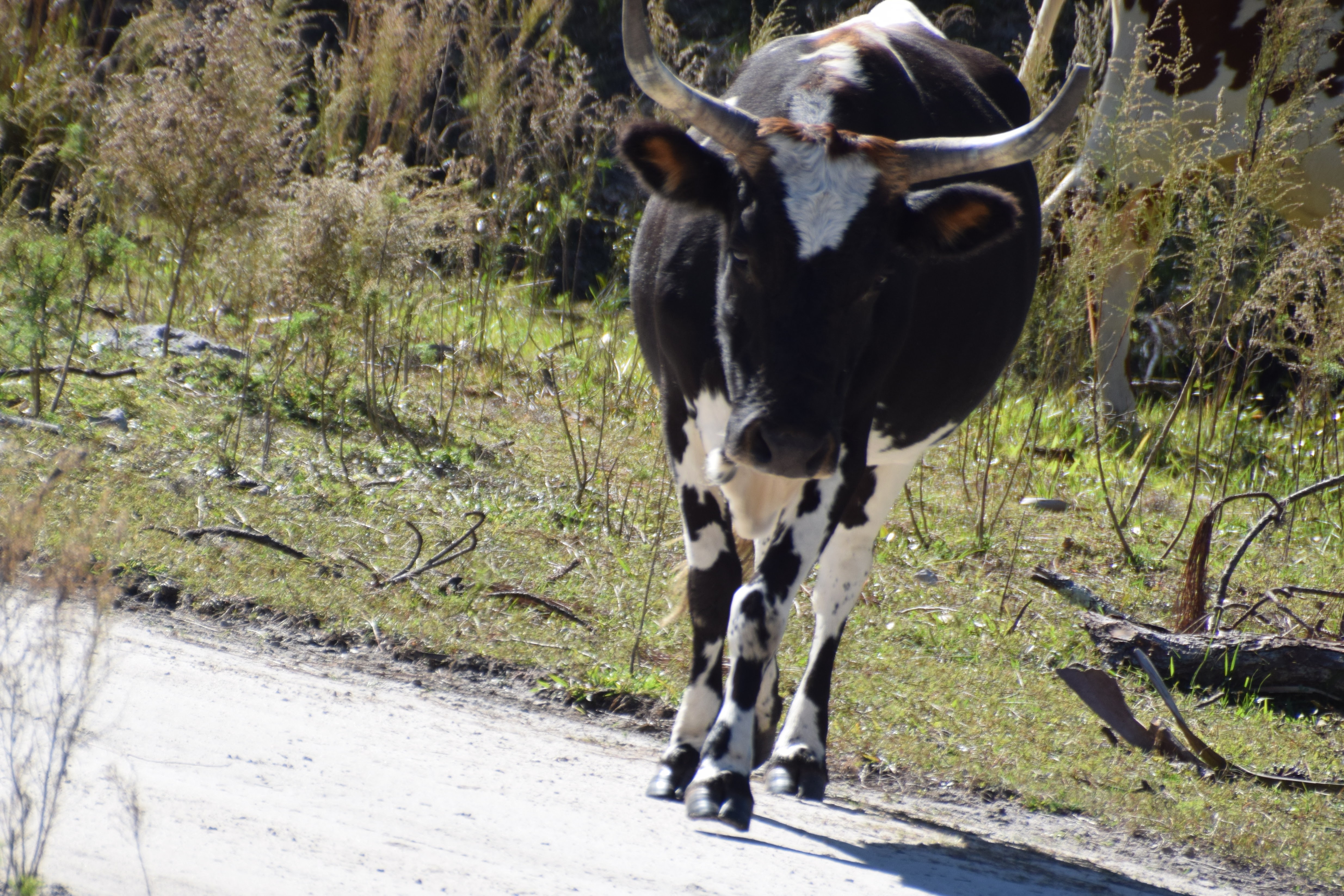 cows