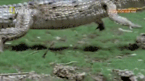croc-gallop
