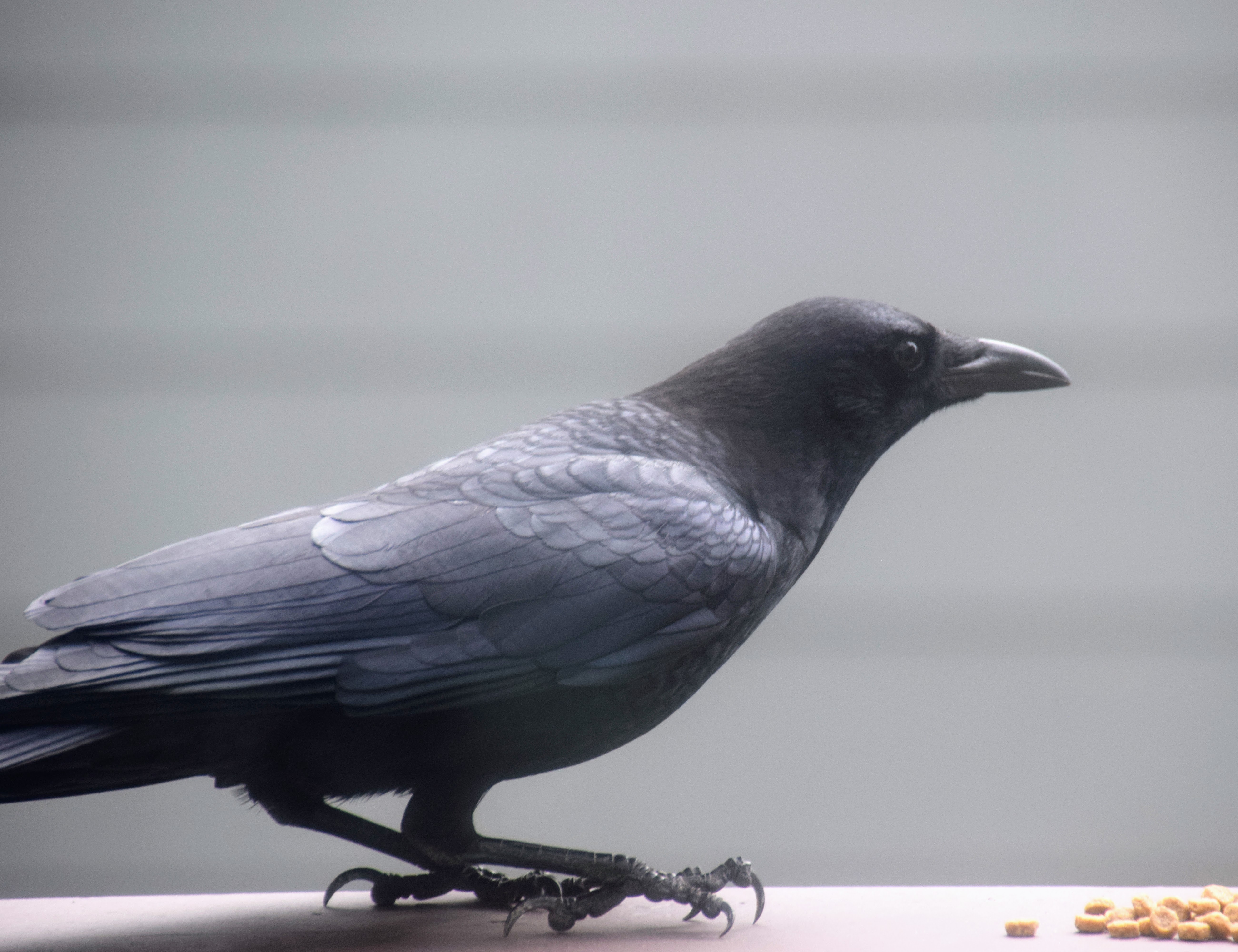 Building A Coin-Operated Crow Feeder (Part 2)