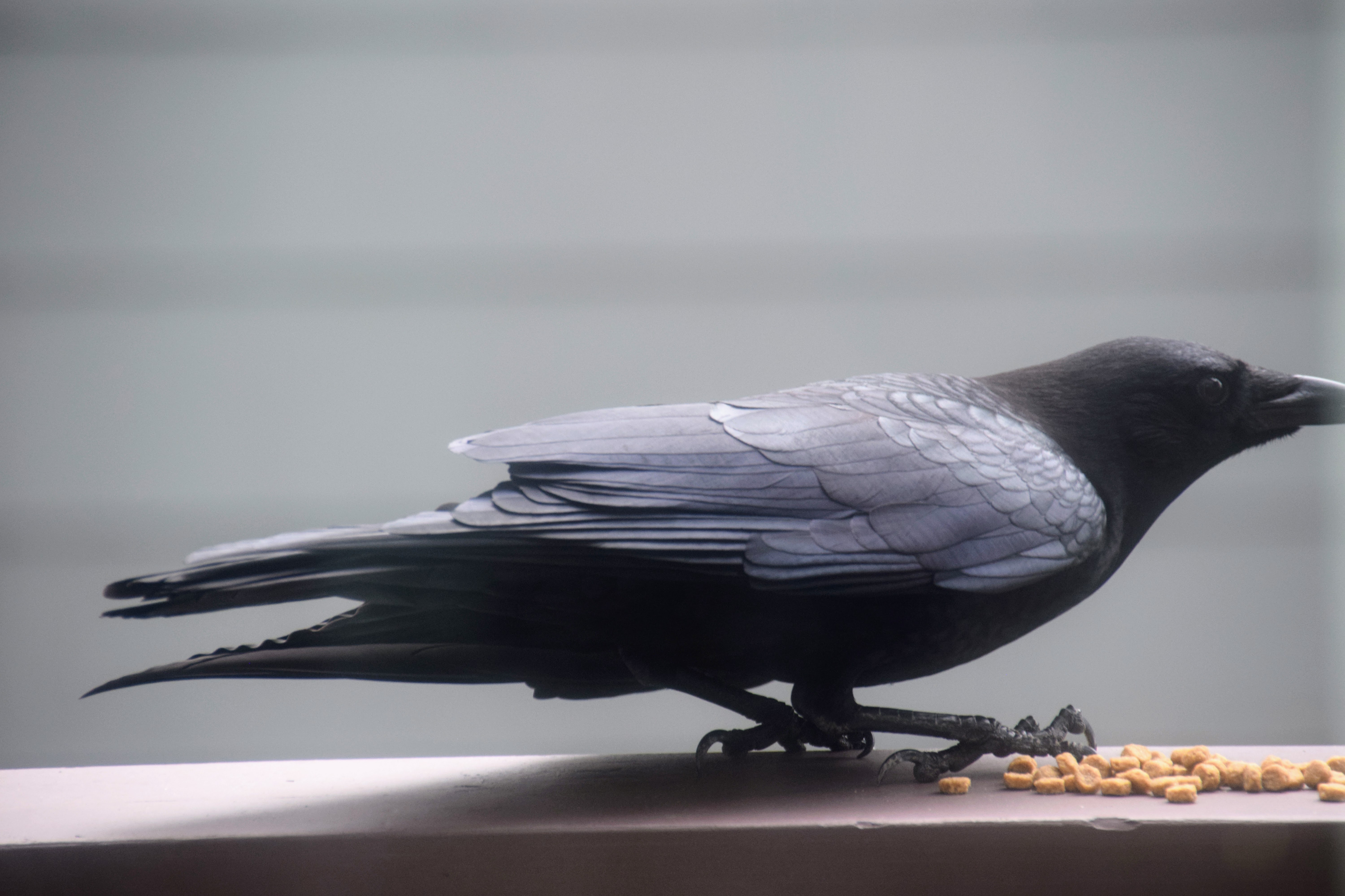 crow crouching