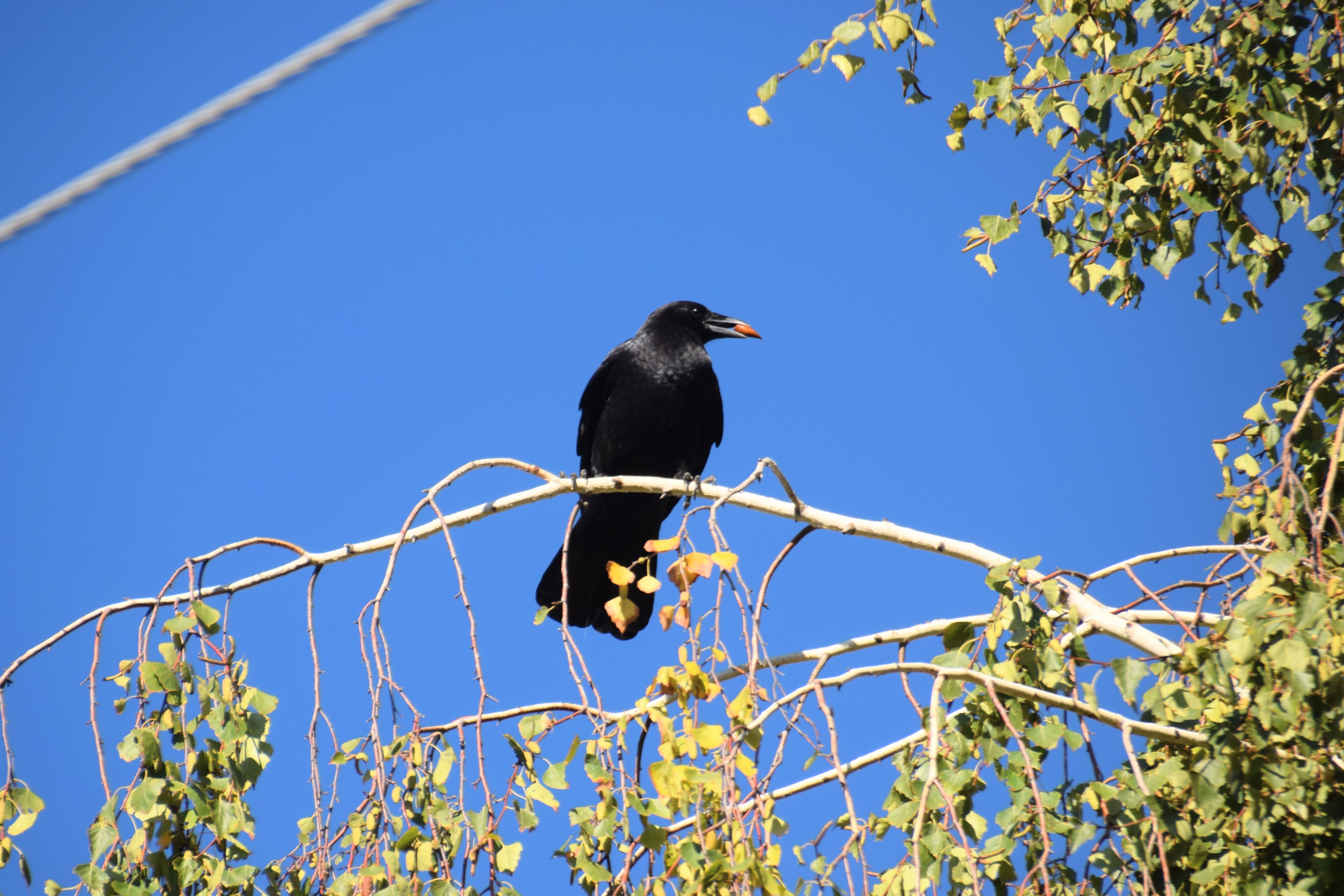 crow-acorn