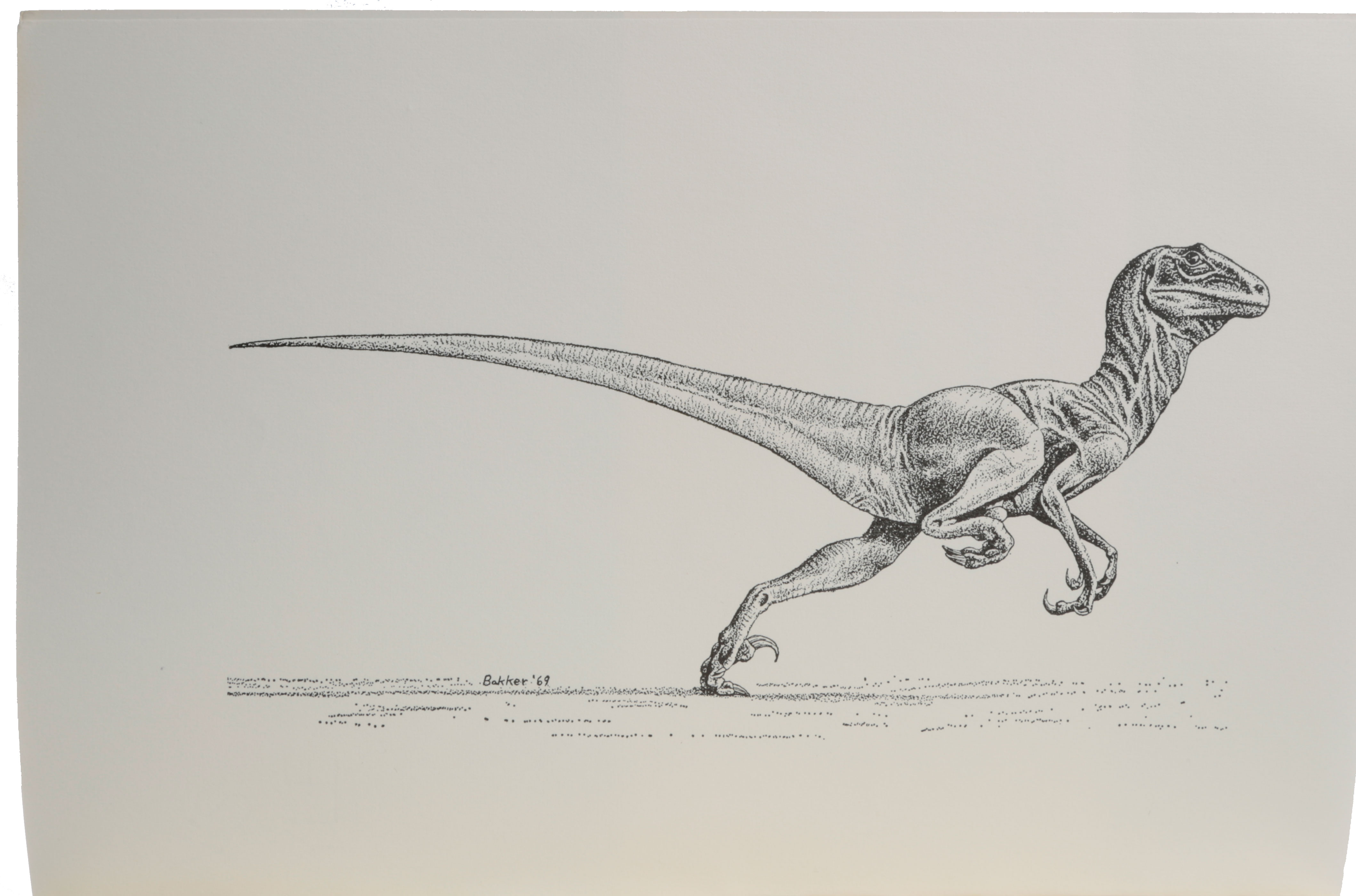 Deinonychus, Bakker