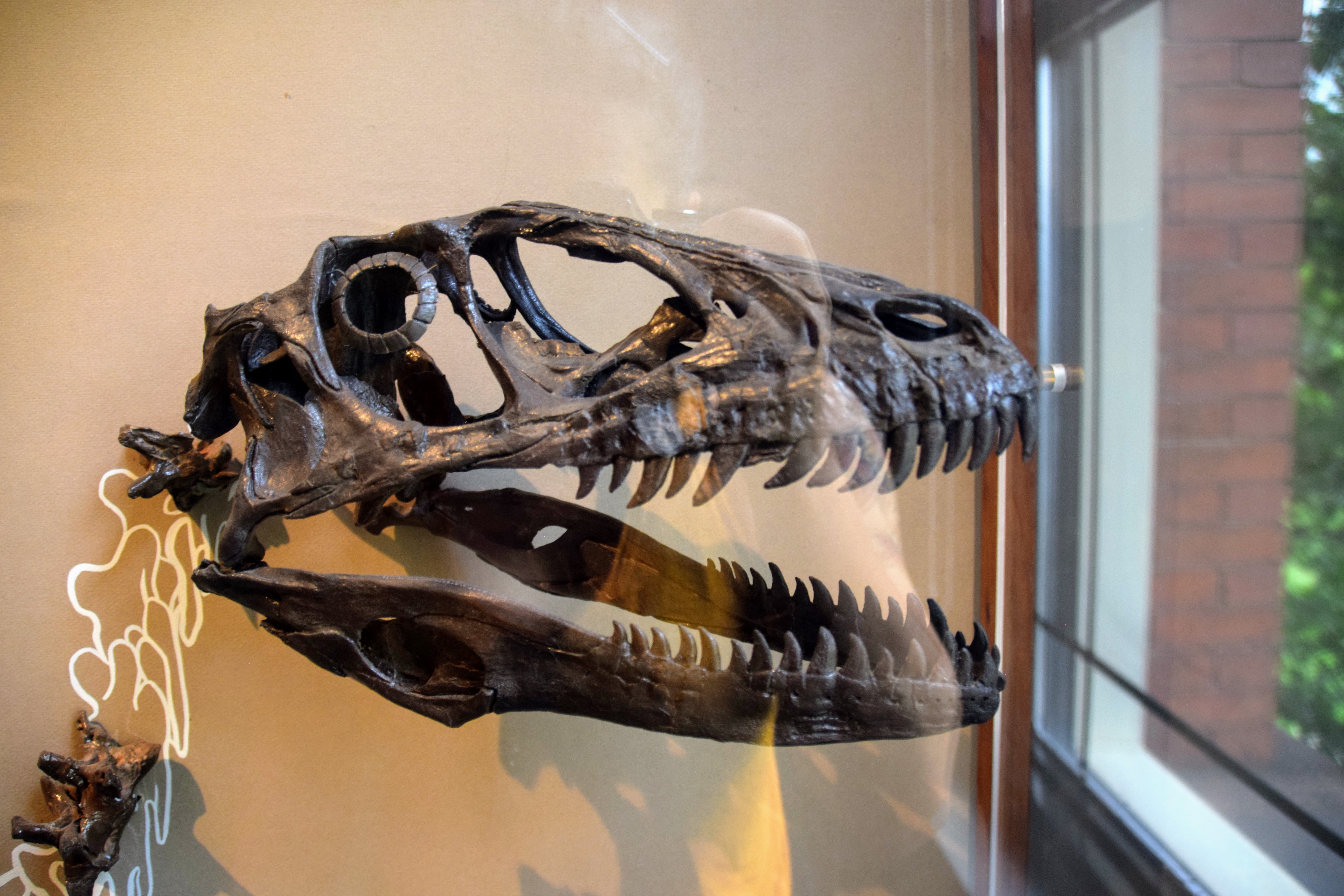 deinonychus-face