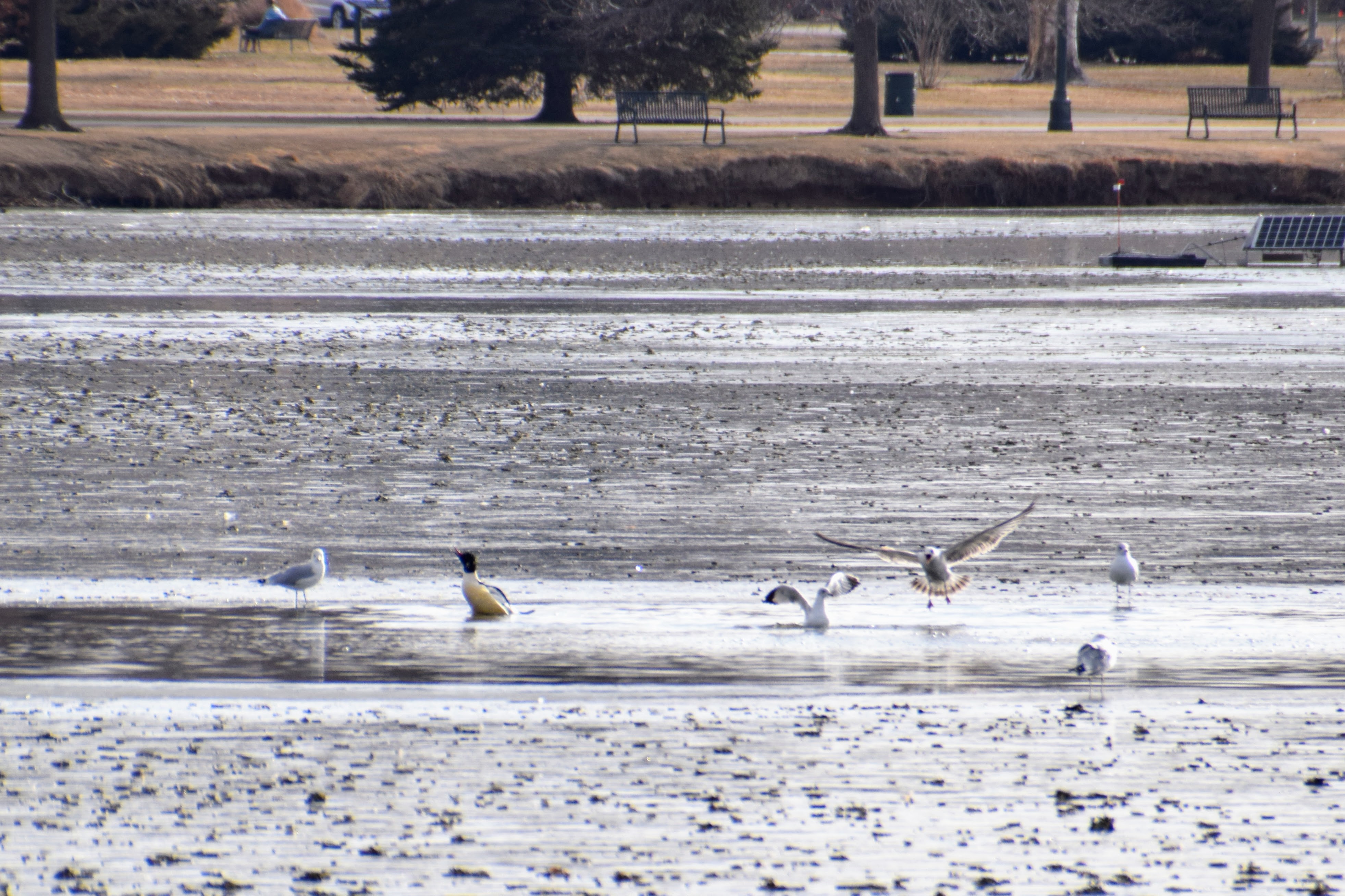 denver-gulls