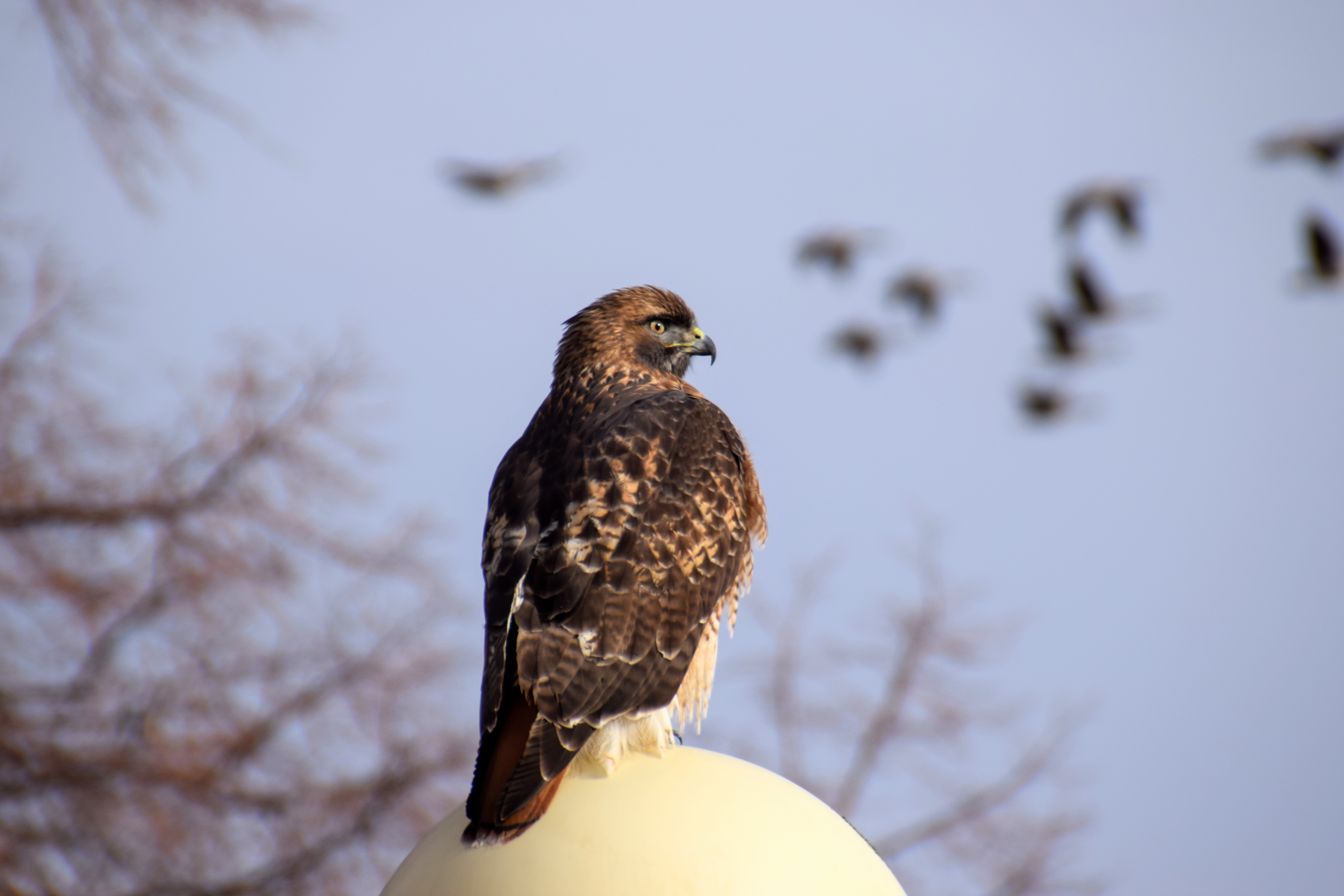 red-tailed