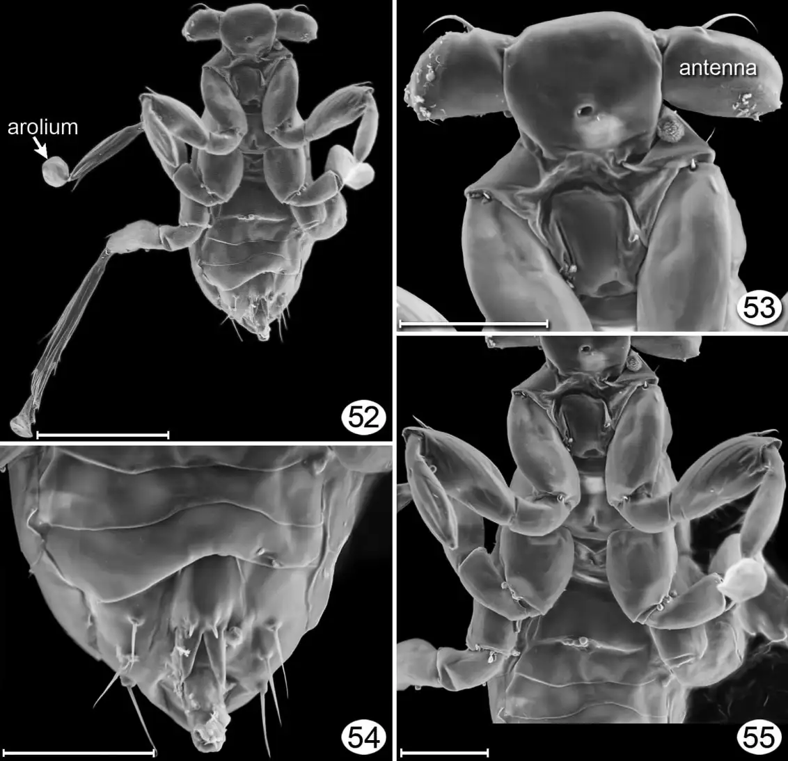 dicopomorpha