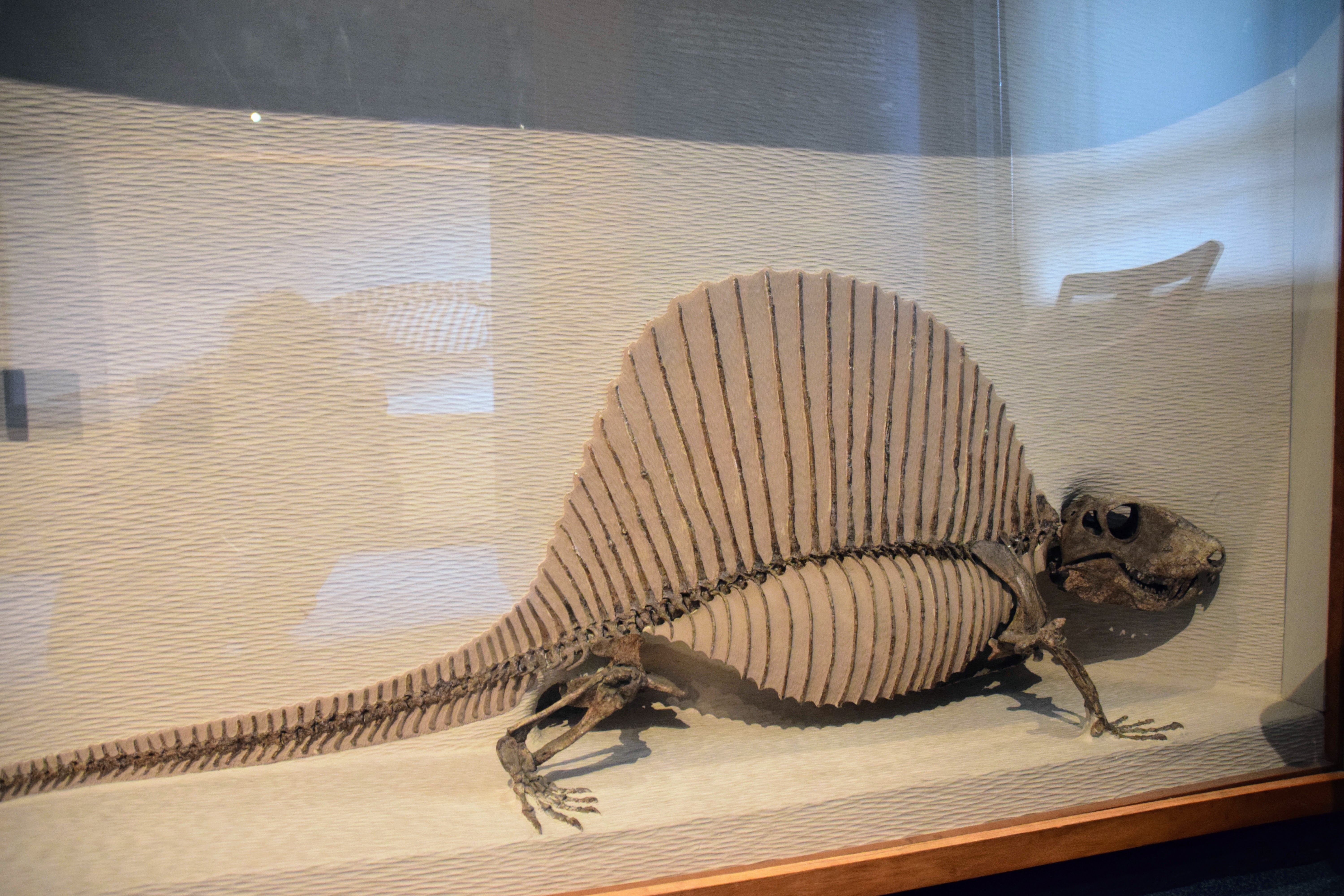 dimetrodon