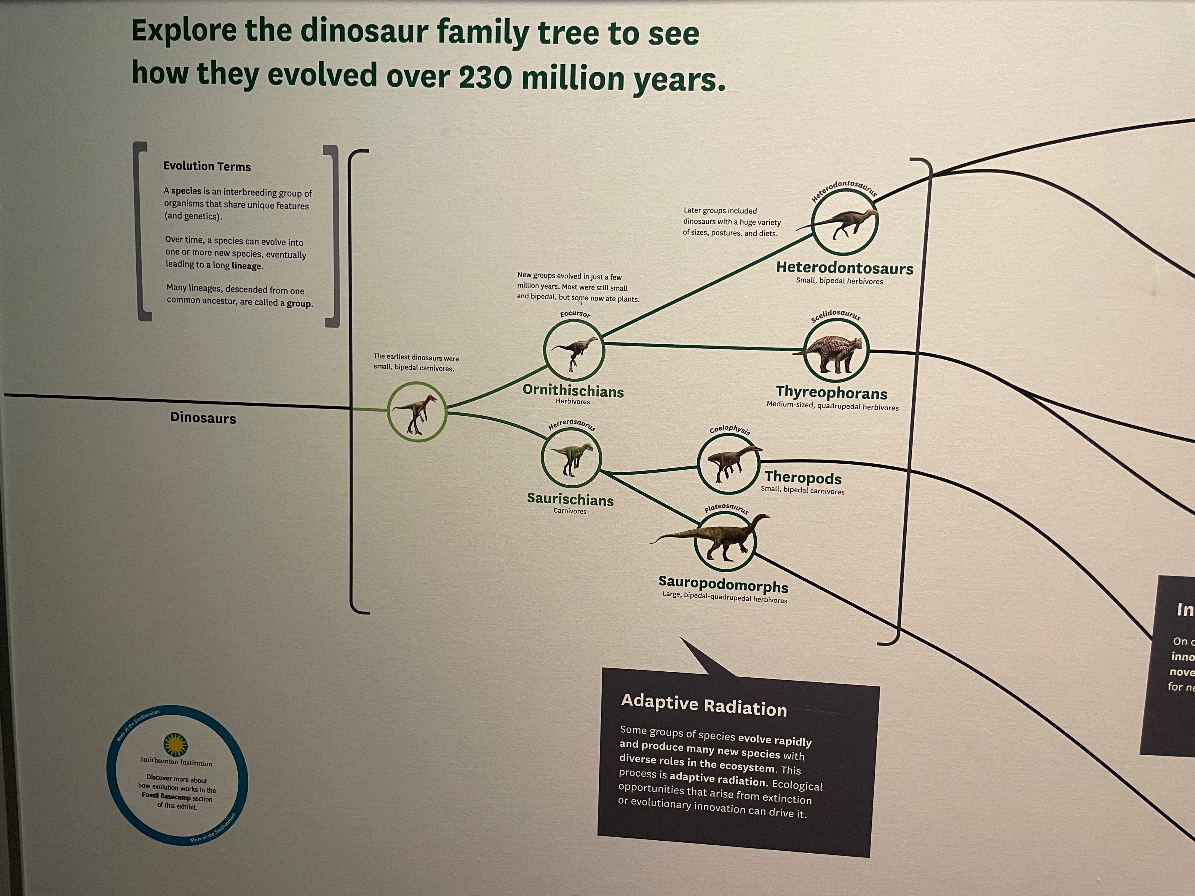 dinosaur-tree