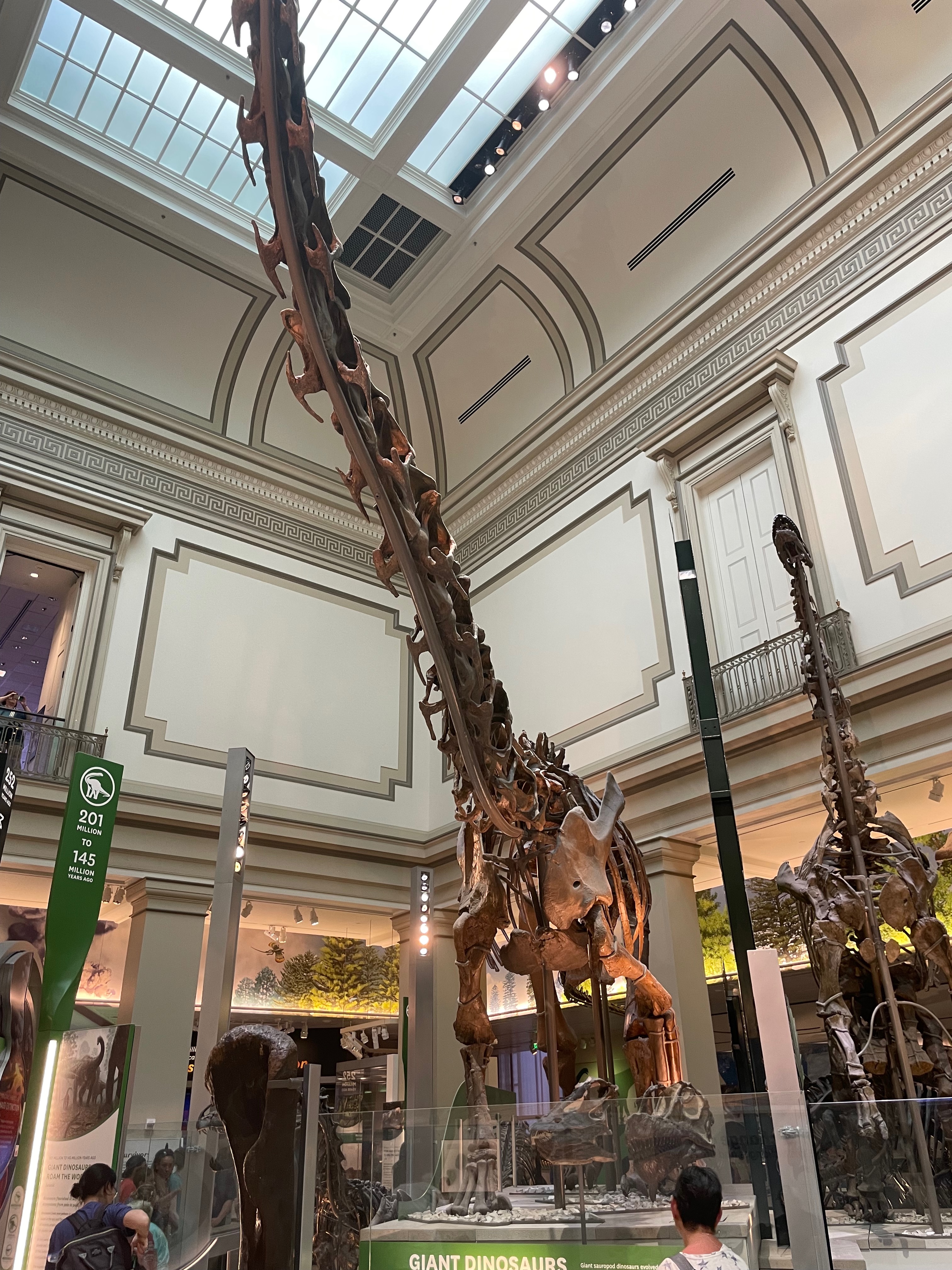 diplodocus-2