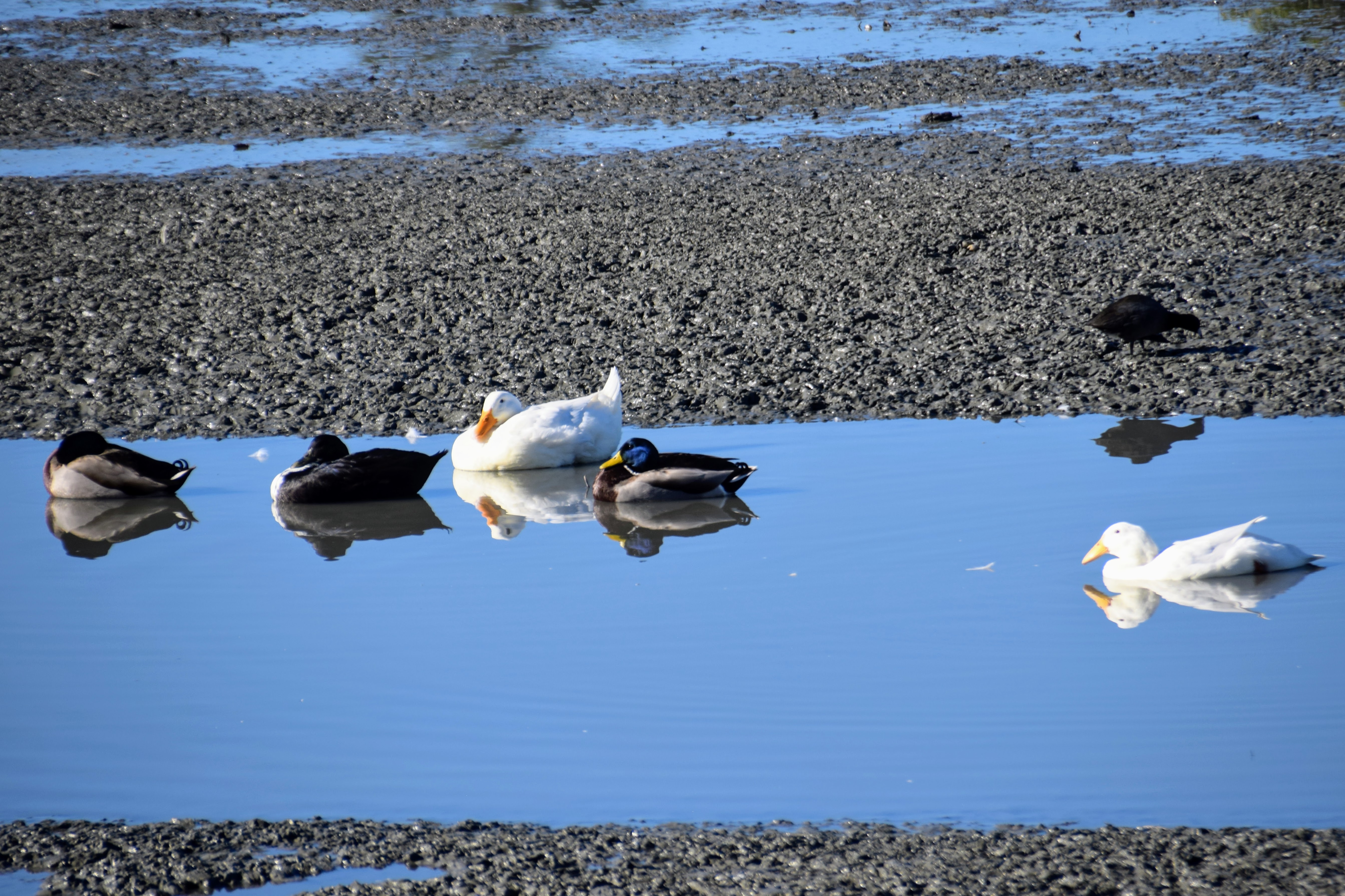 duck-family