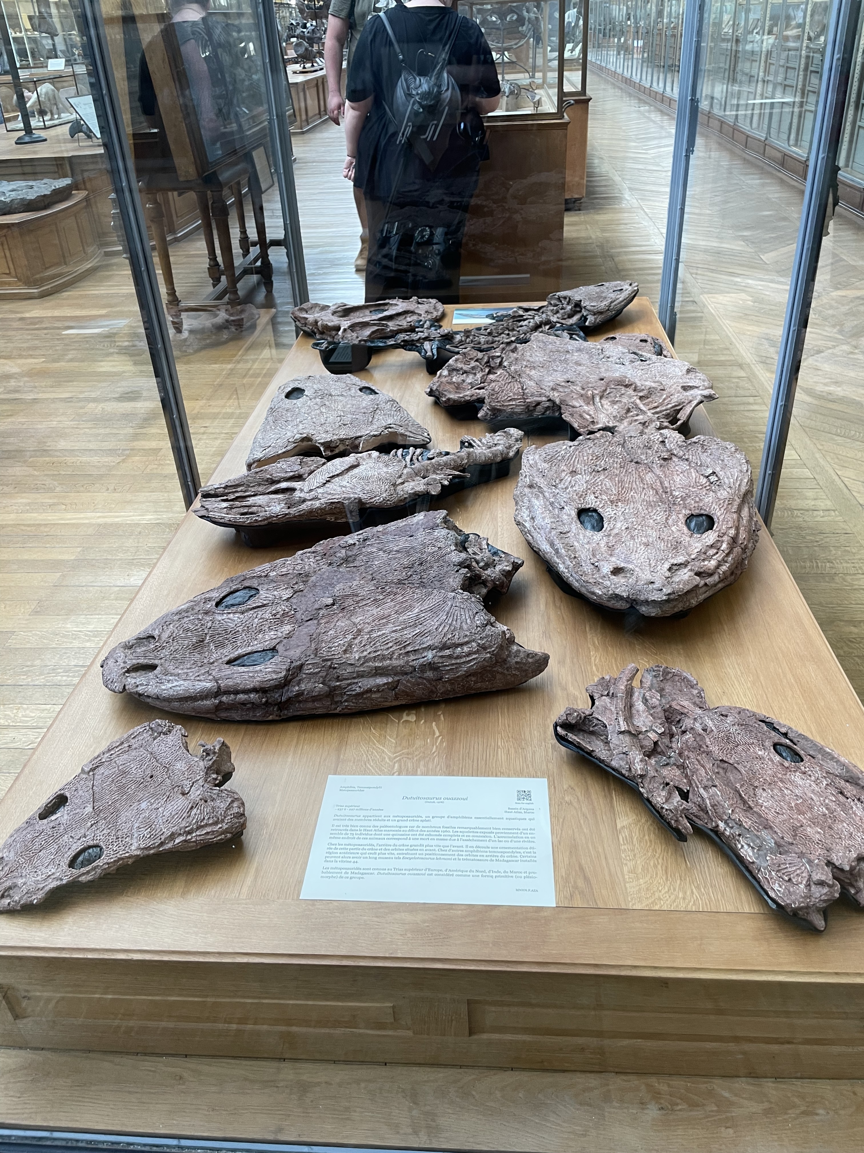 dutuitosaurus